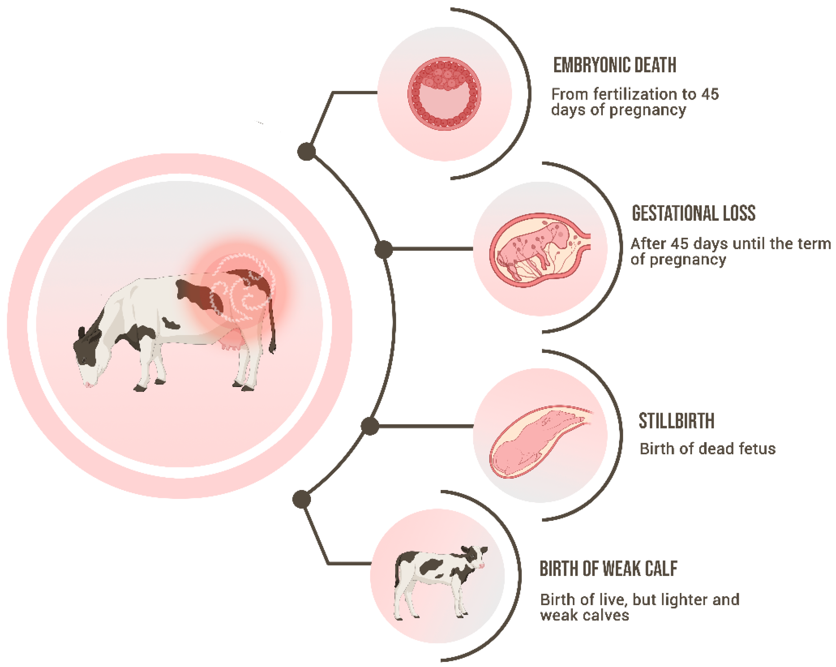 Animals 14 00322 g001