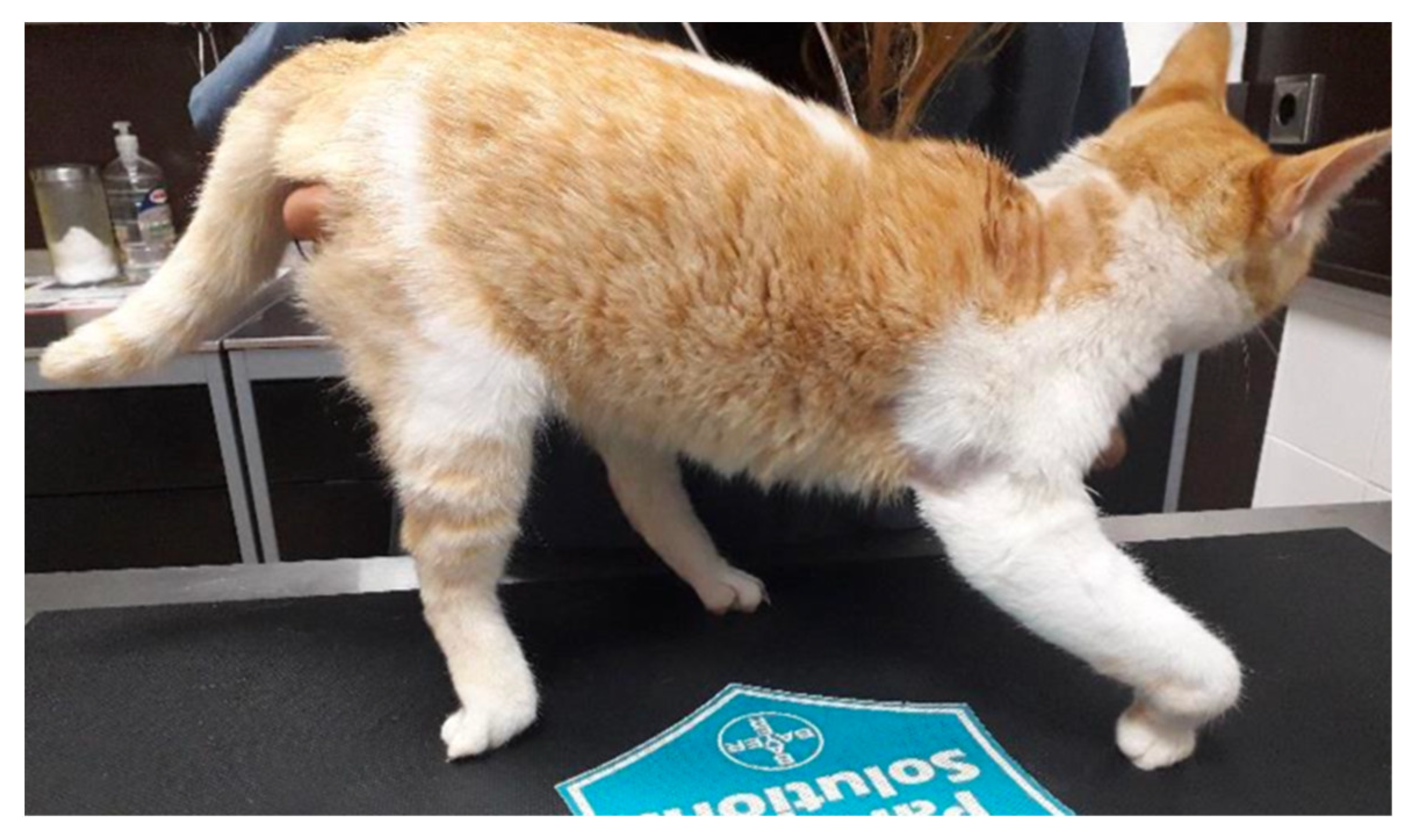 cat back injury treatment