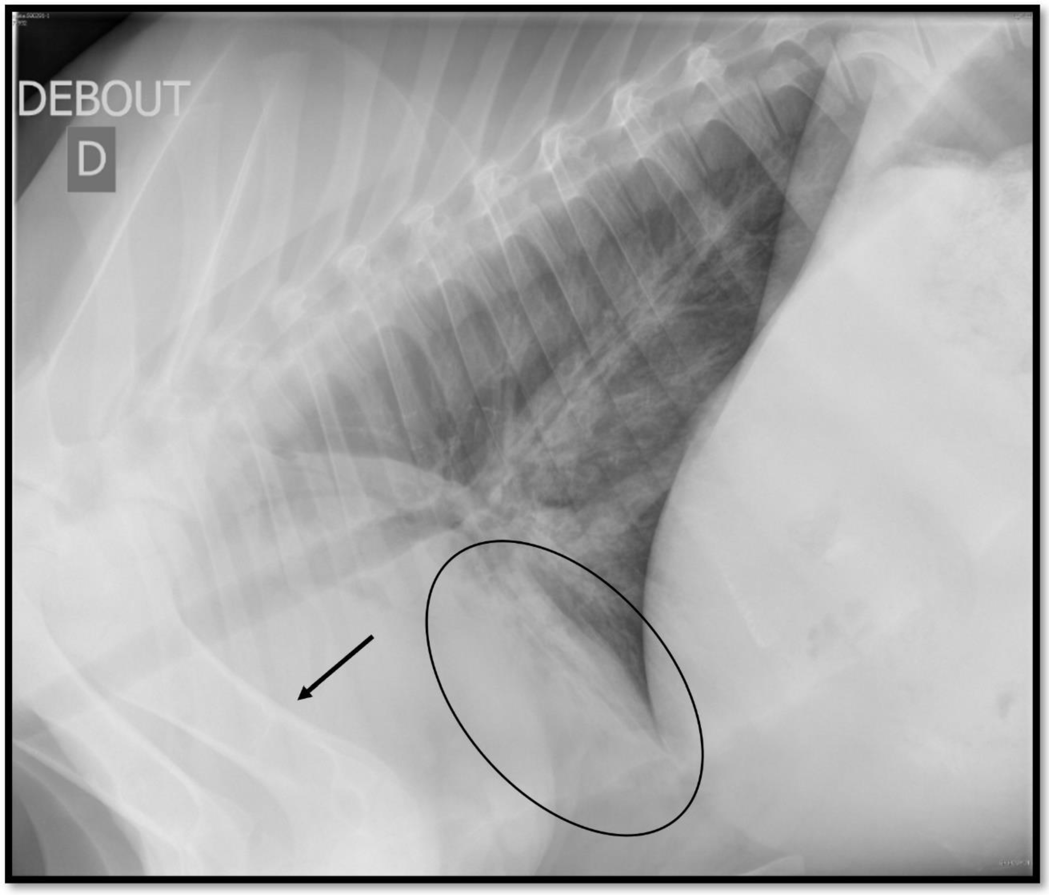 Animals 14 00329 g003