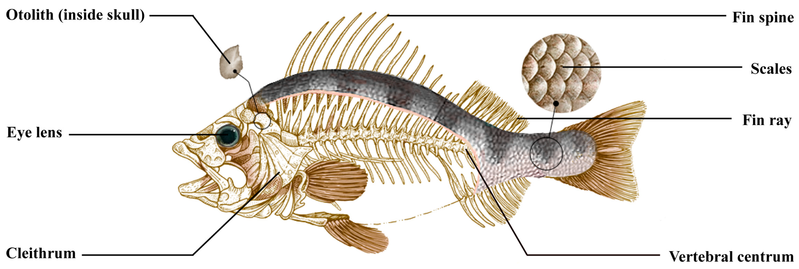 Animals 14 00343 g001 Animals 14 00343 g001