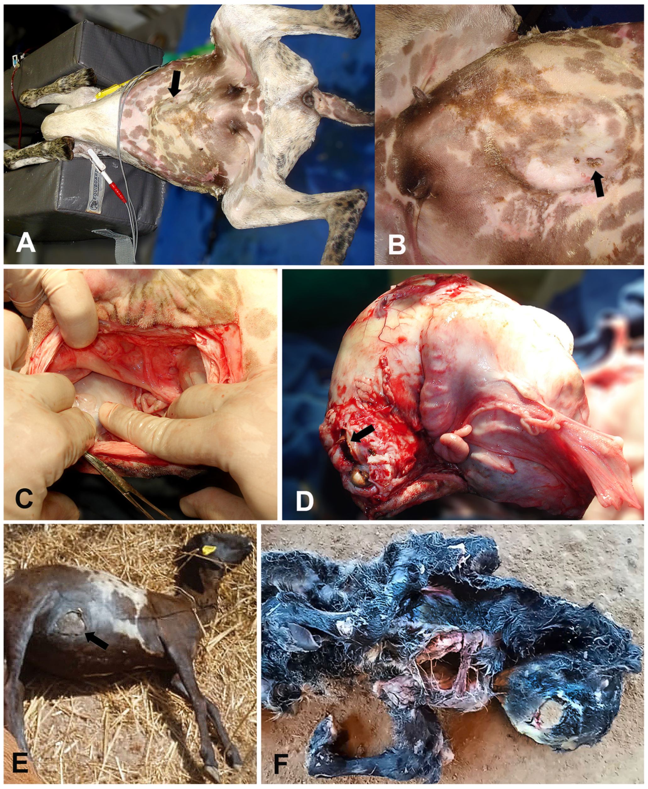 Animals 14 00344 g001