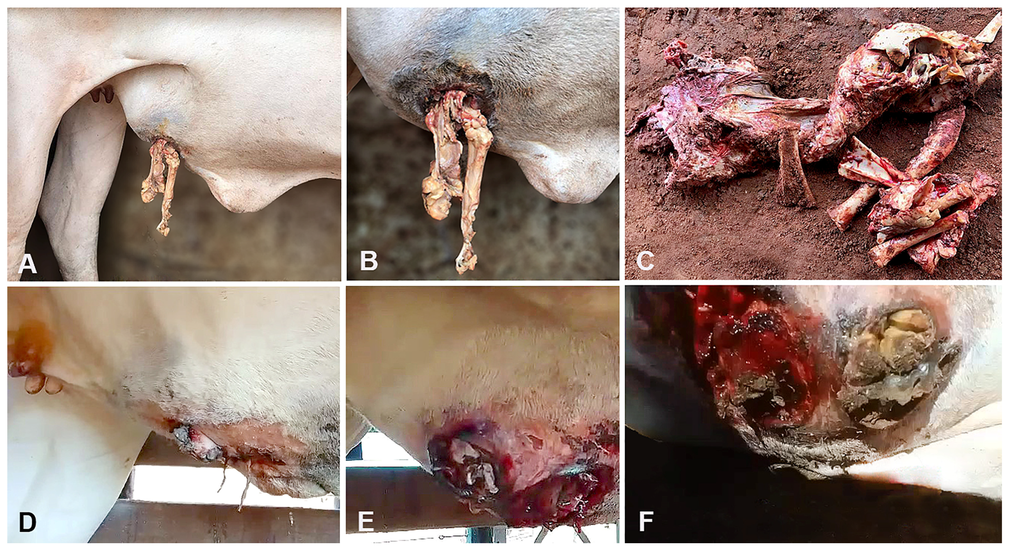 Animals 14 00344 g002