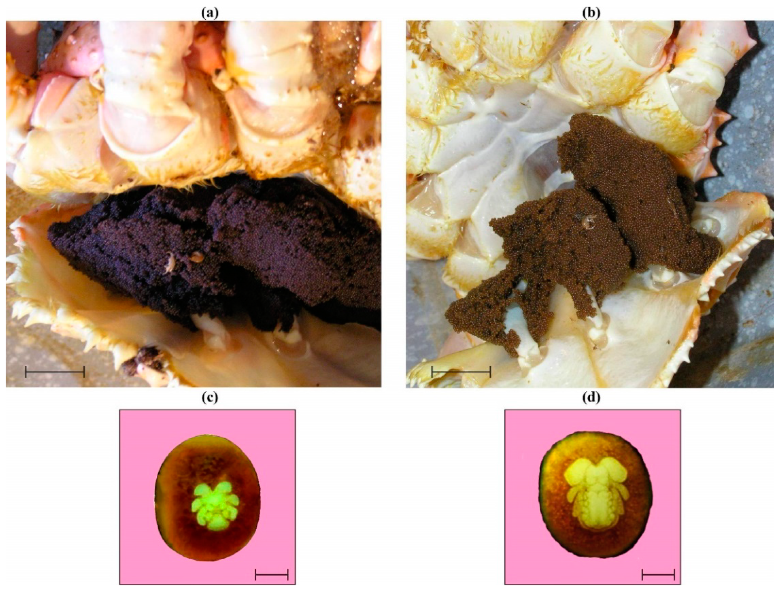 Animals 14 00348 g001