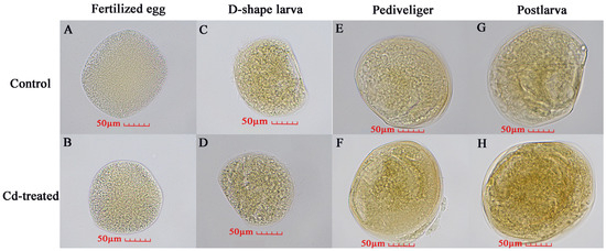 Transcriptome Analysis and Identification of Cadmium-Induced