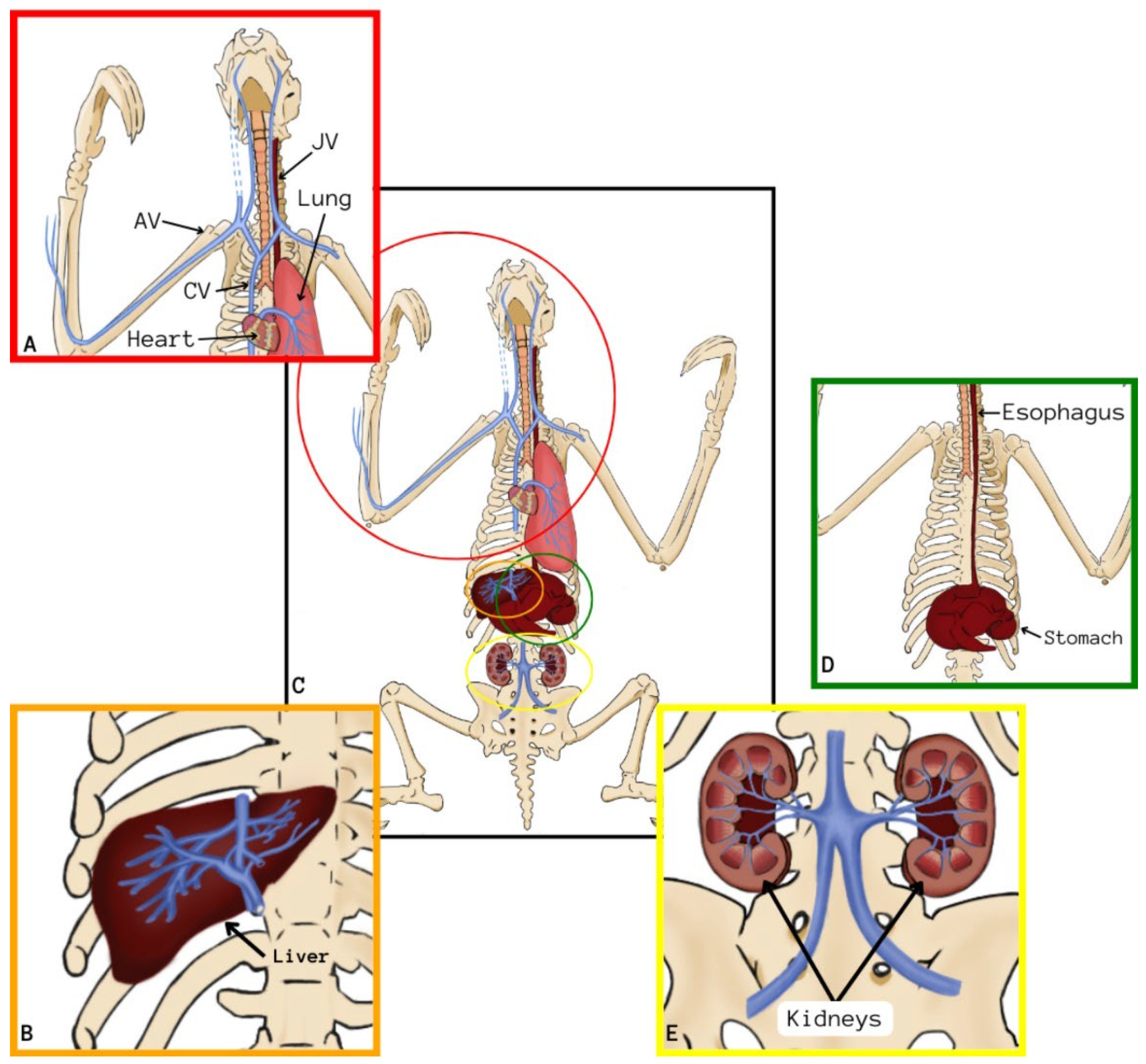 Animals 14 00355 g003 Animals 14 00355 g003