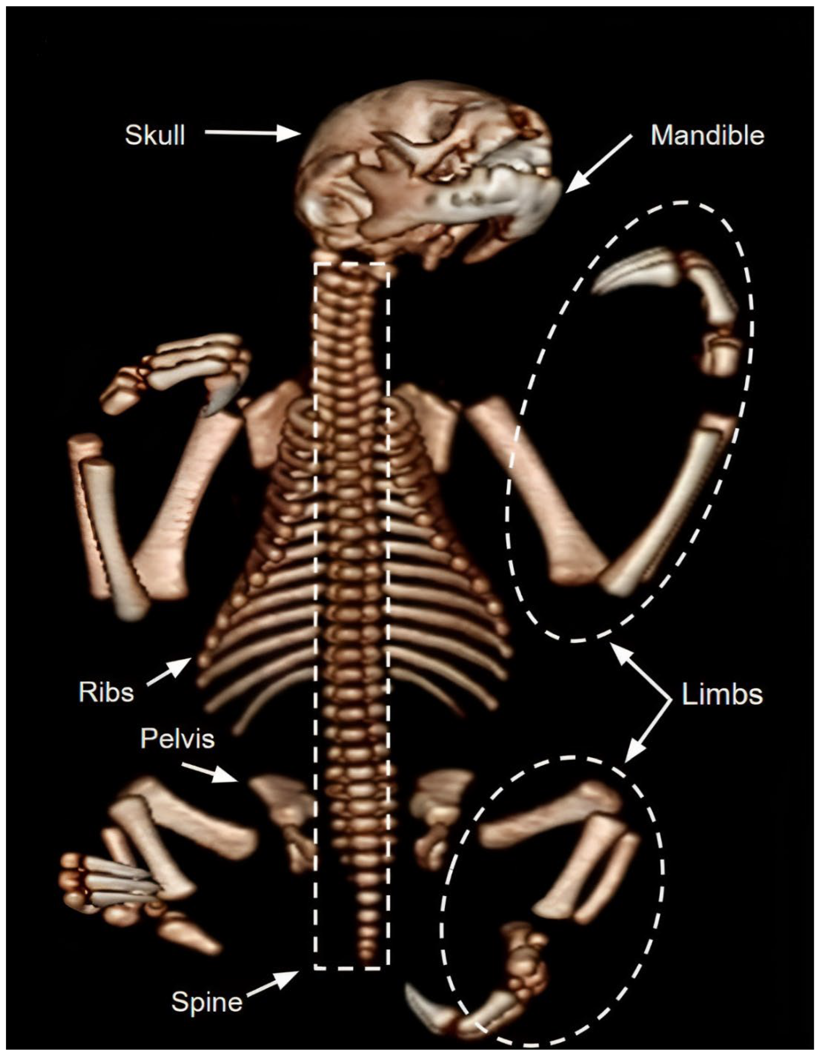 Animals 14 00355 g004 Animals 14 00355 g004