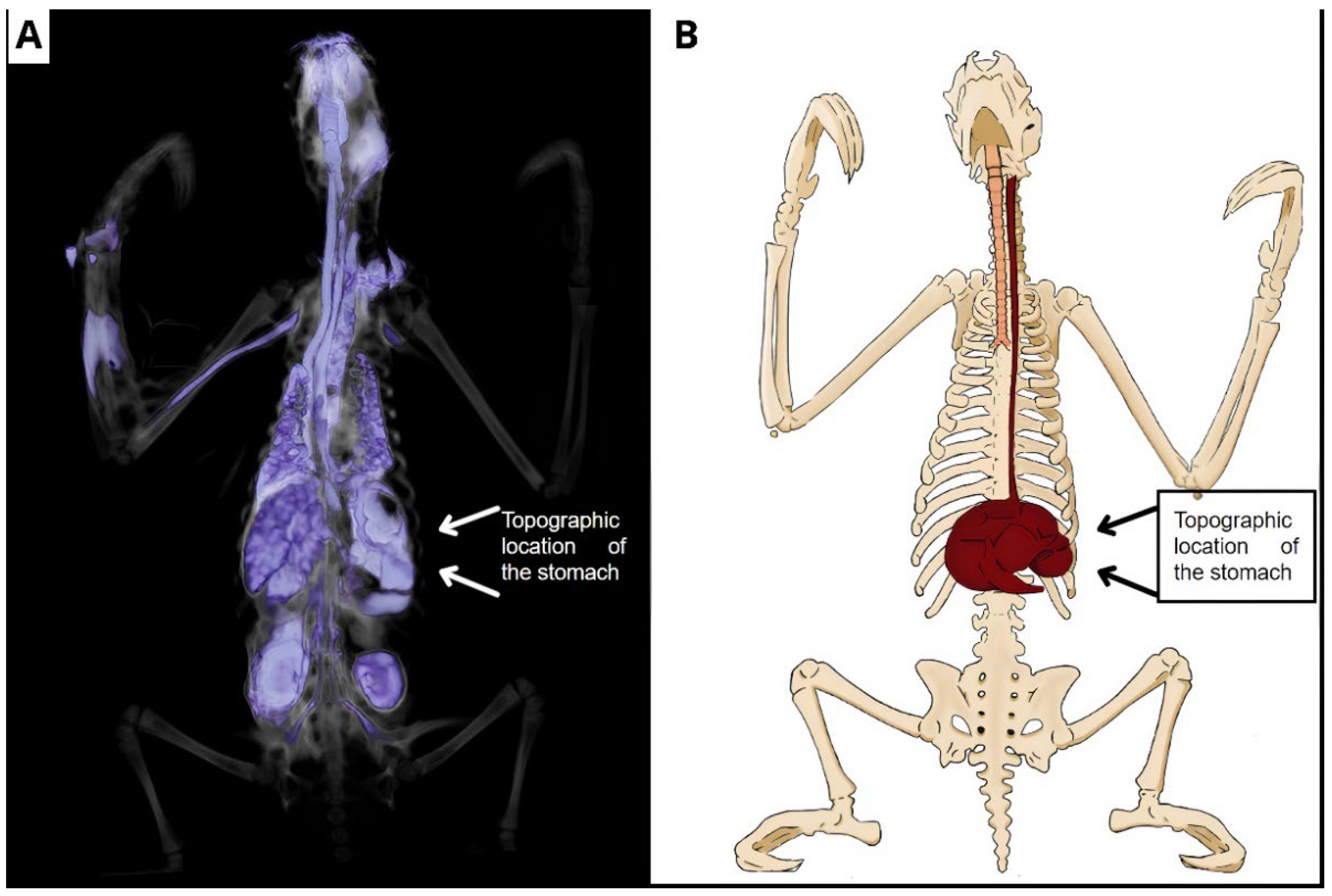 Animals 14 00355 g009 Animals 14 00355 g009