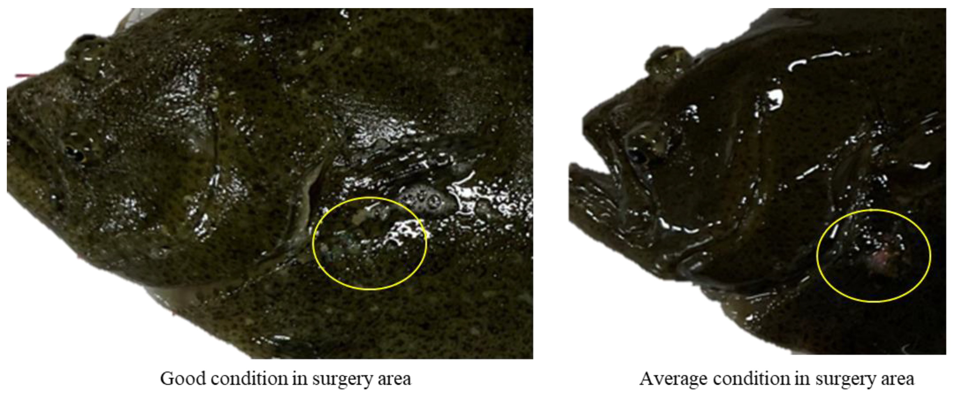 Animals 14 00363 g001 Animals 14 00363 g001