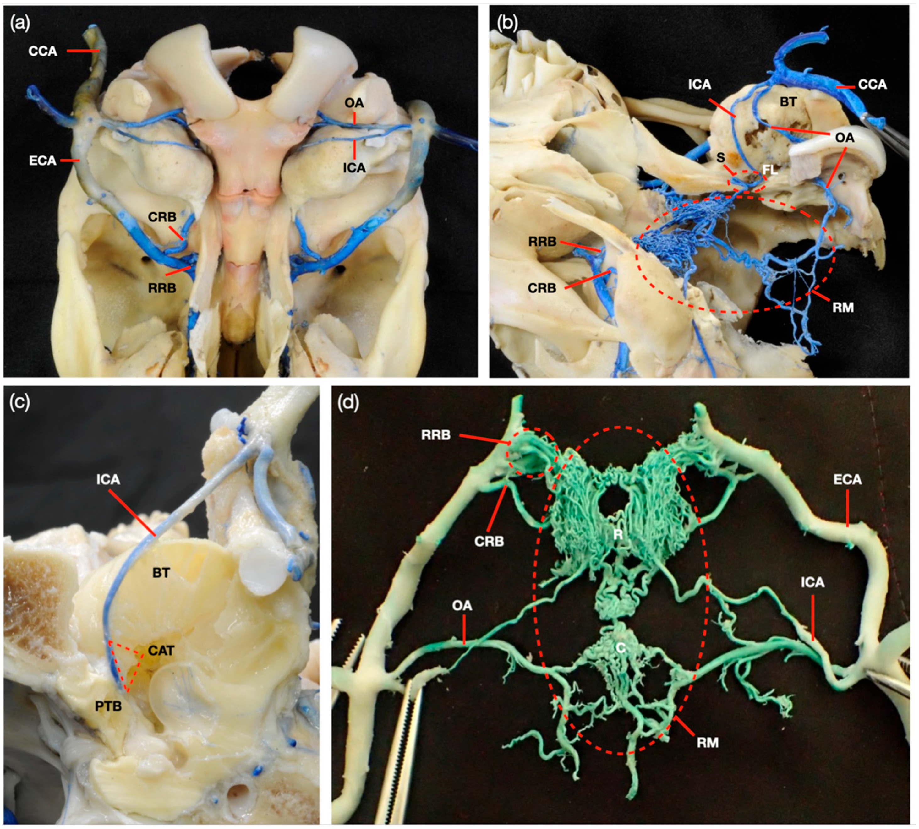 Animals 14 00365 g001