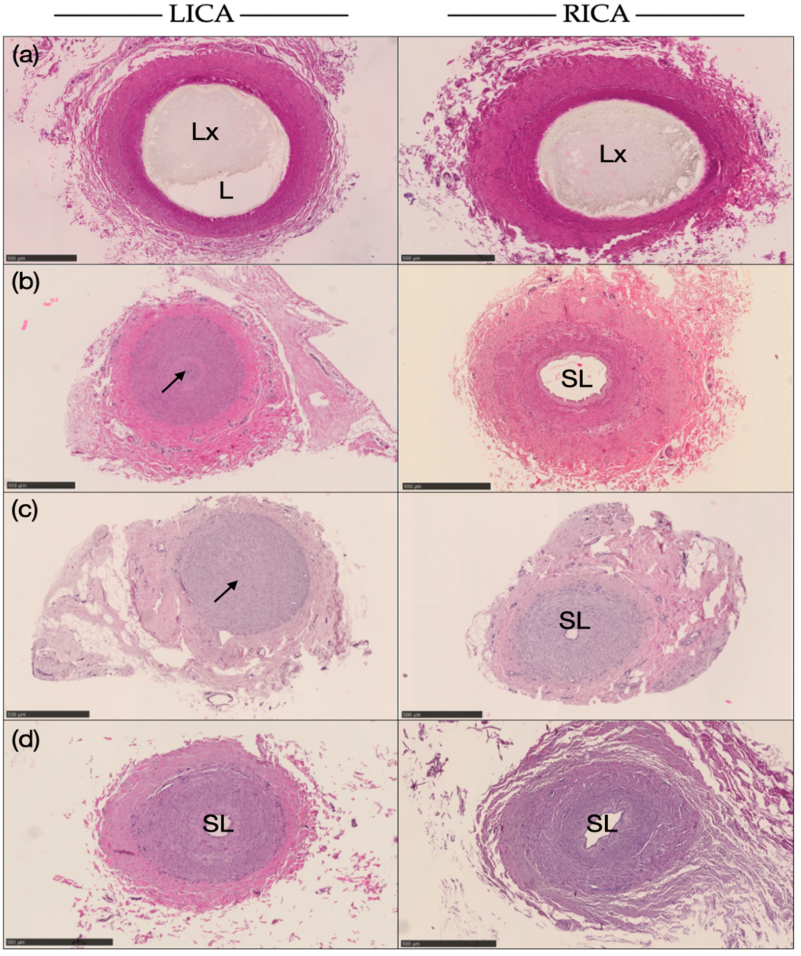 Animals 14 00365 g005