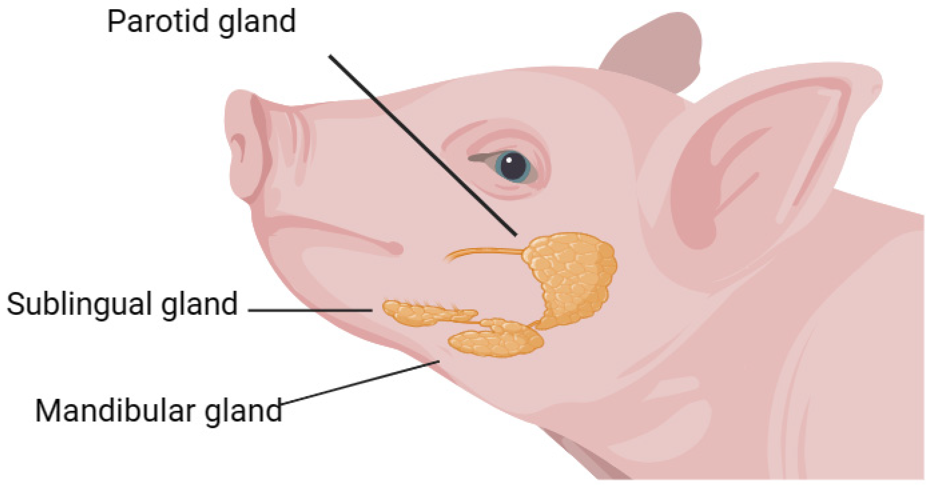 Animals 14 00374 g001 Animals 14 00374 g001