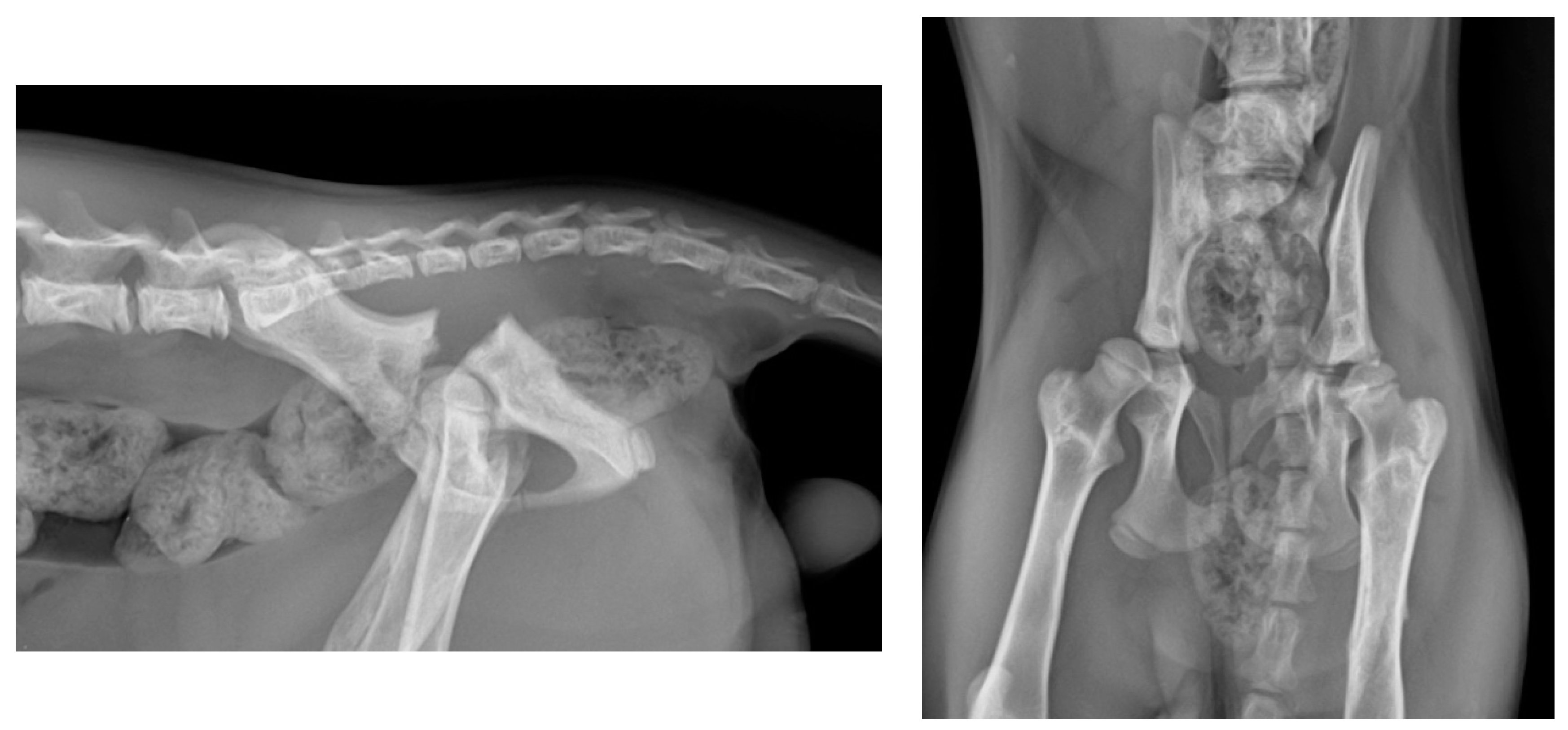 Animals 14 00379 g001 Animals 14 00379 g001