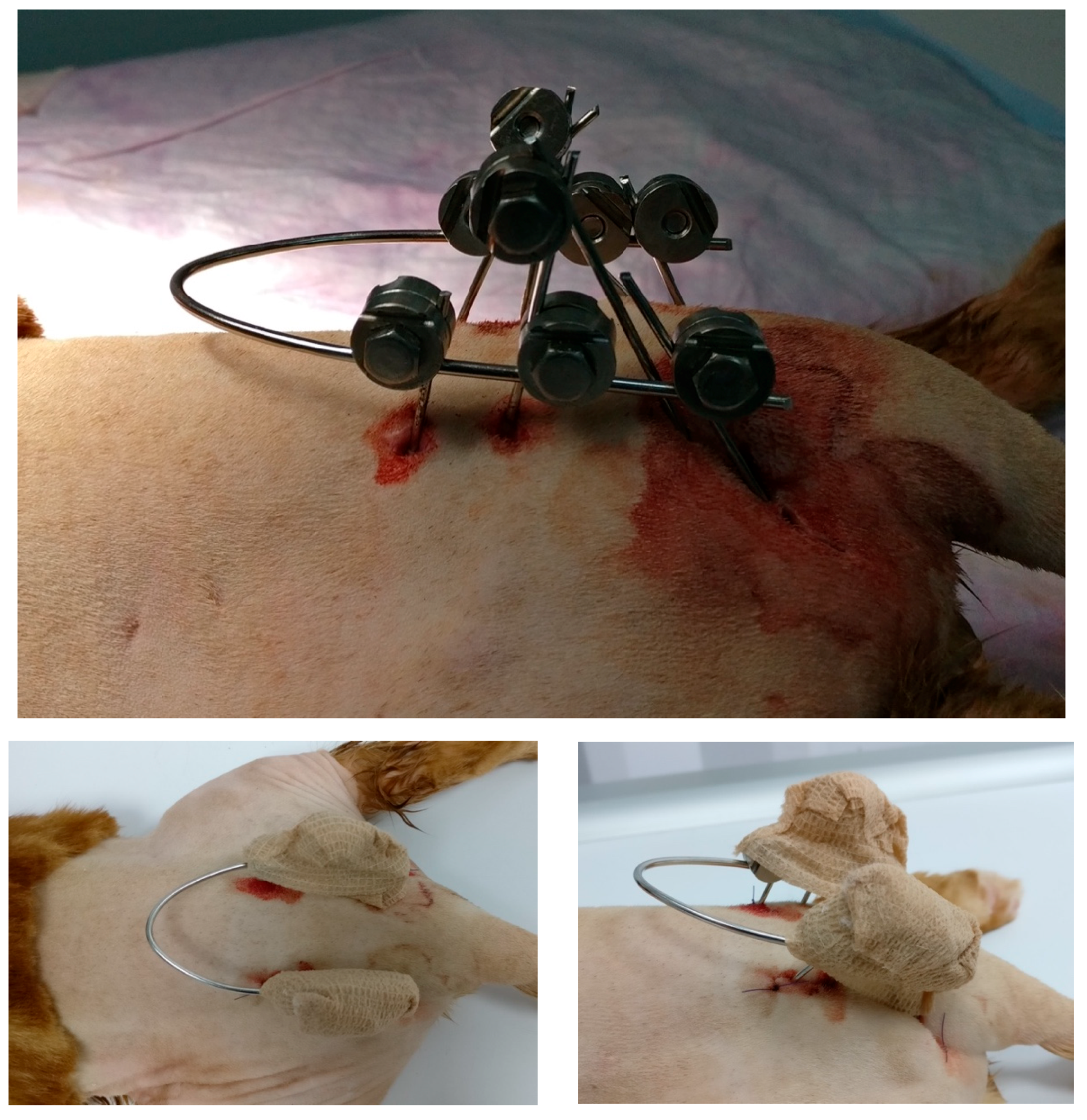 Animals 14 00379 g002 Animals 14 00379 g002