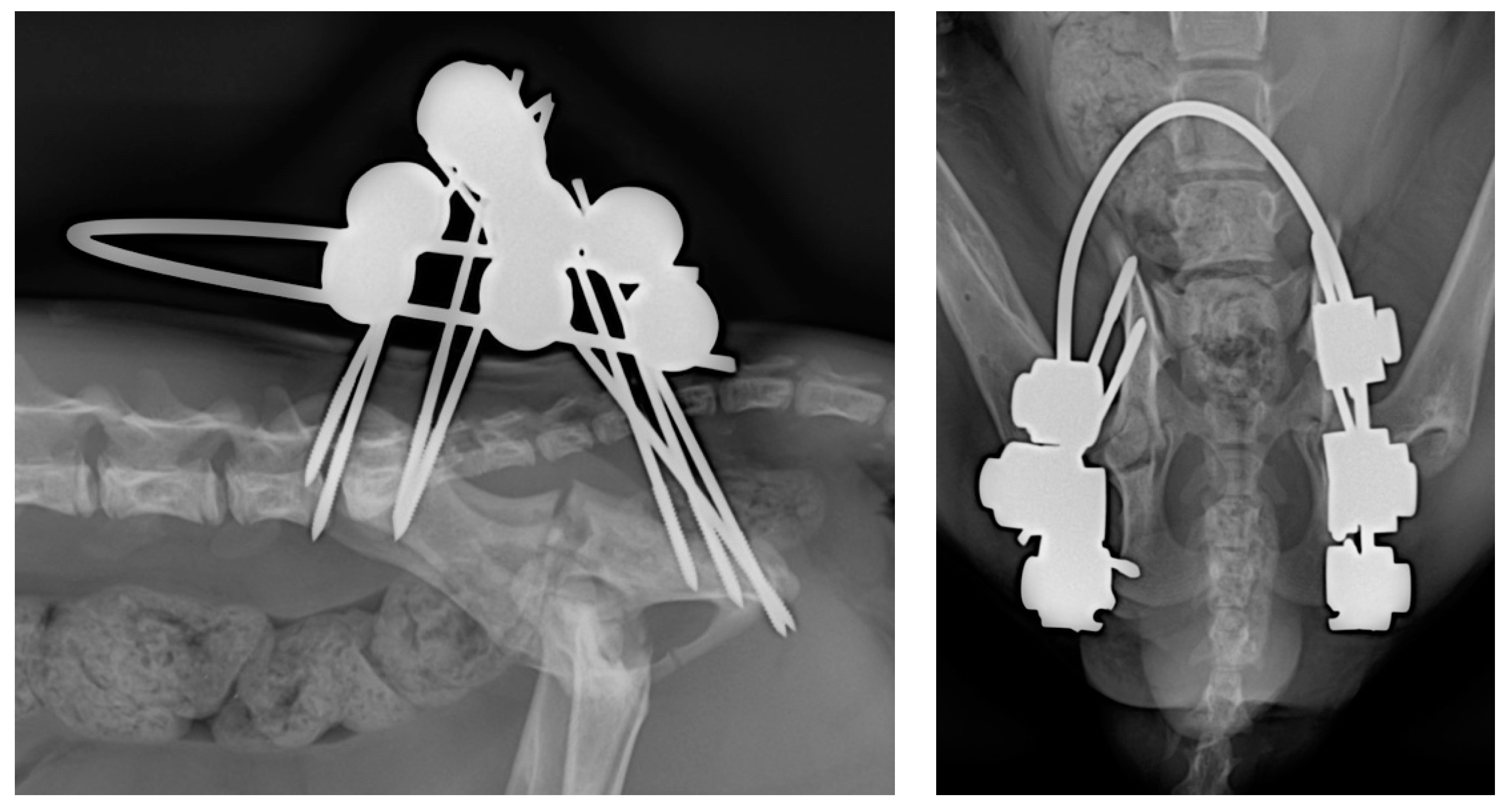 Animals 14 00379 g003 Animals 14 00379 g003