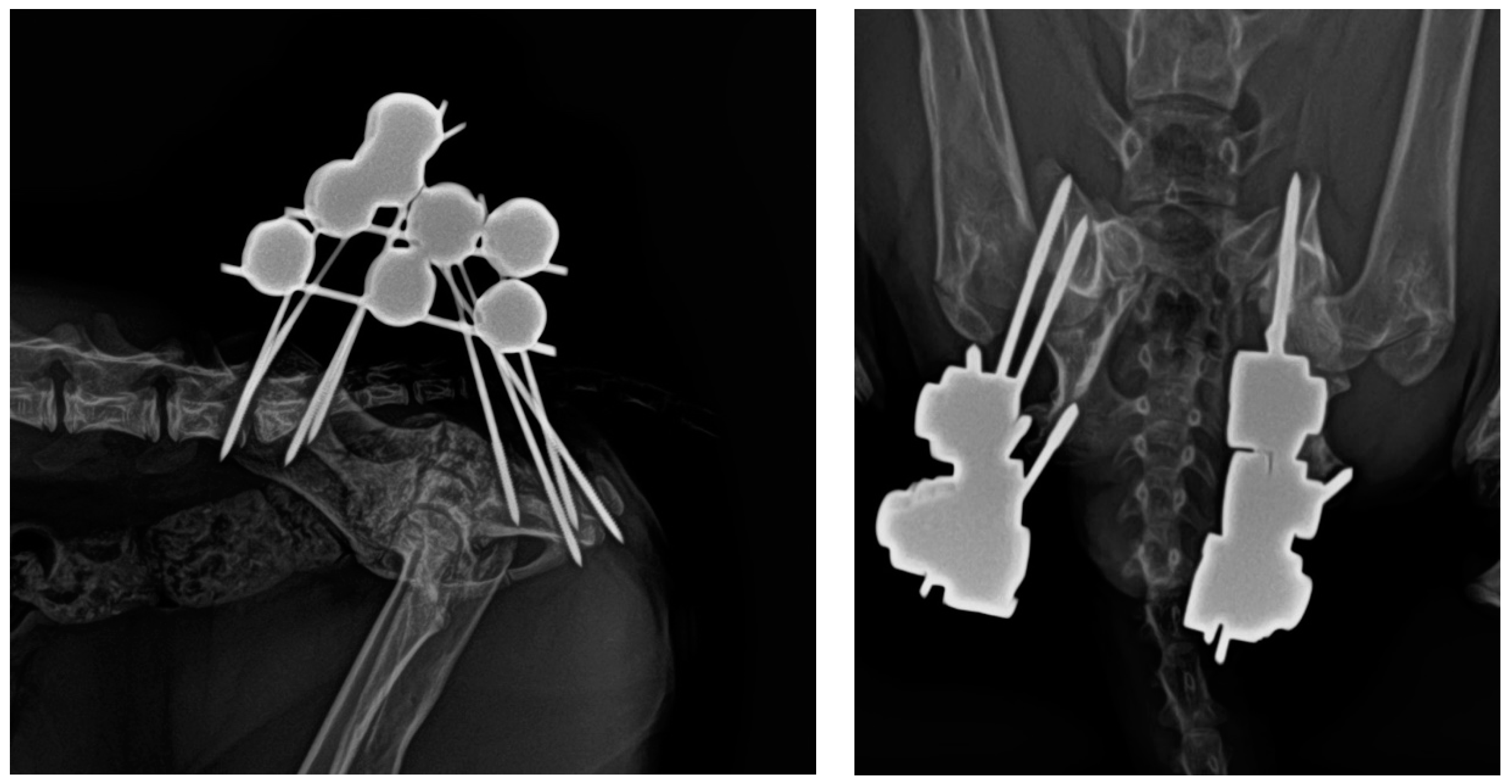 Animals 14 00379 g005 Animals 14 00379 g005