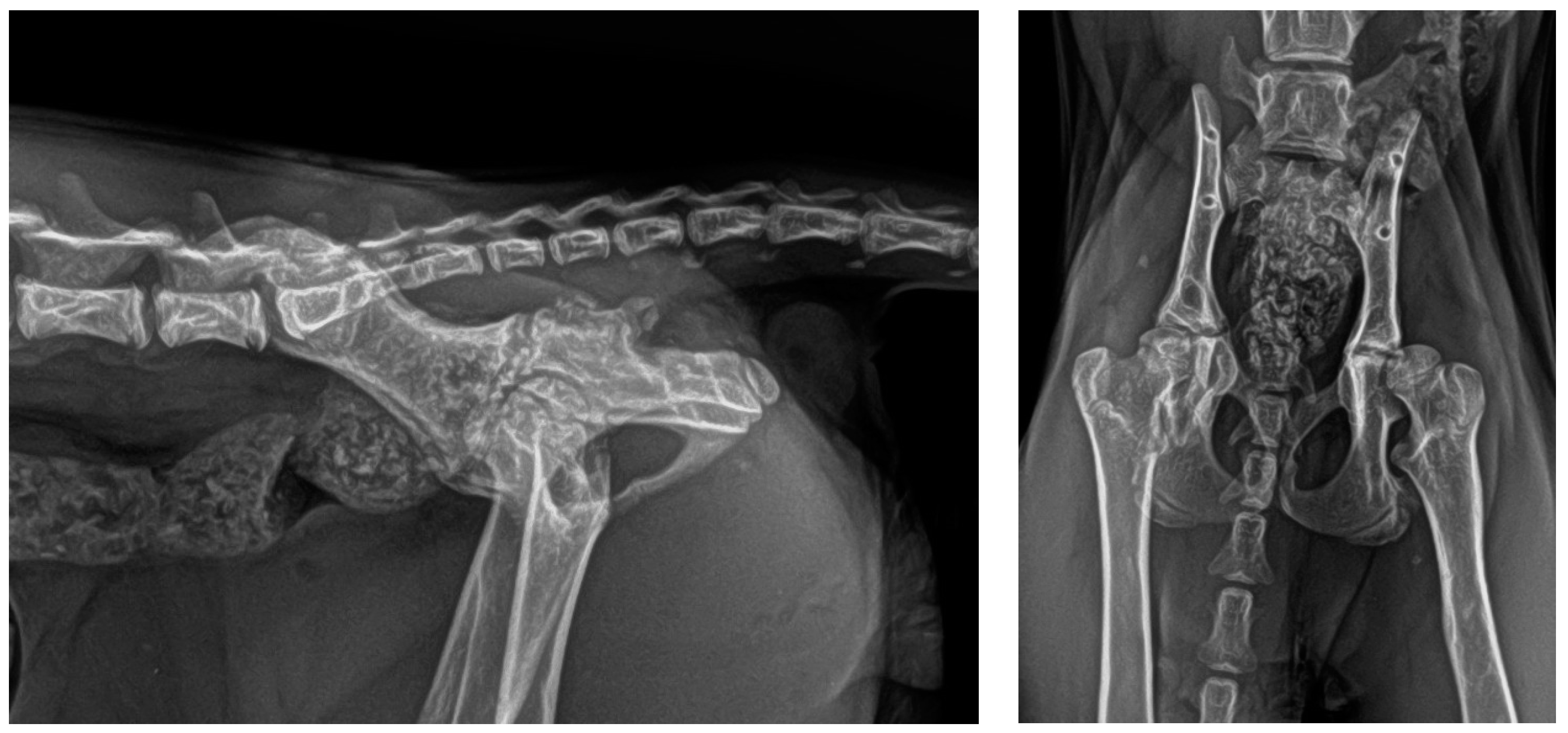 Animals 14 00379 g006 Animals 14 00379 g006