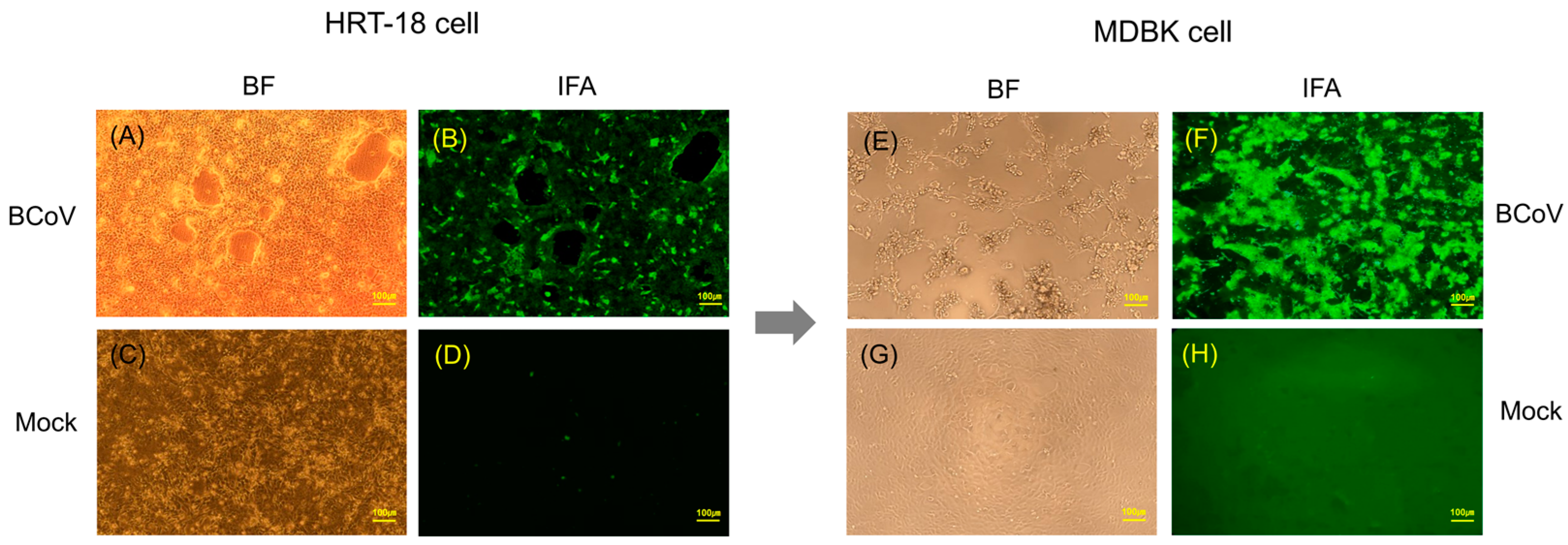 Animals 14 00389 g001