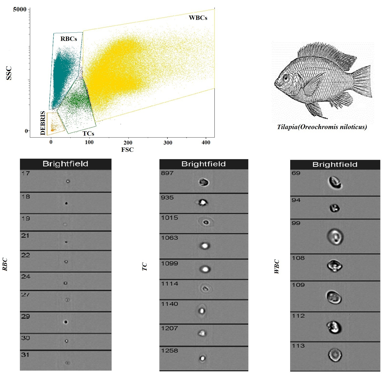 Animals 14 00392 g002 Animals 14 00392 g002