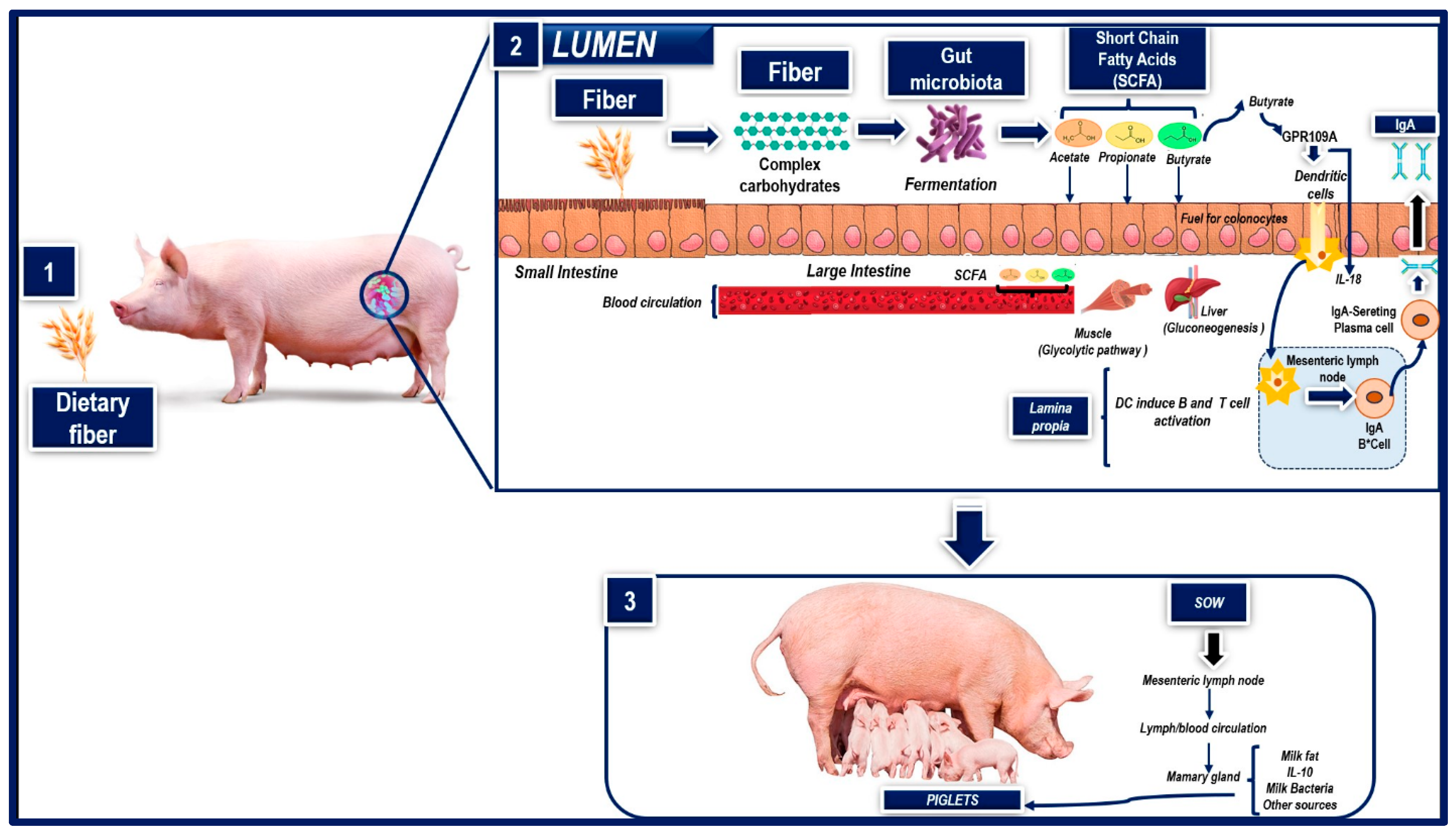Animals 14 00418 g003