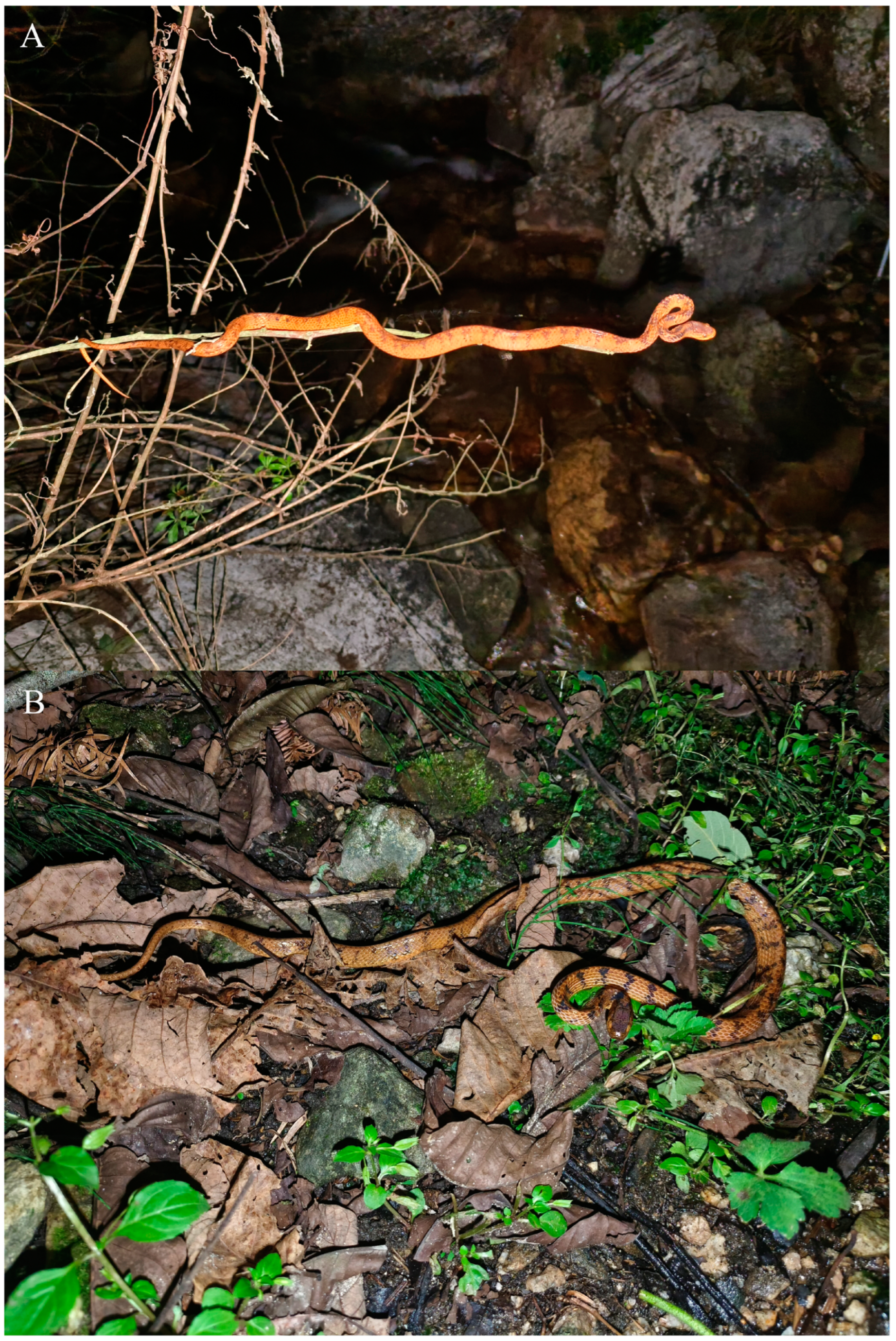 Animals 14 00421 g004