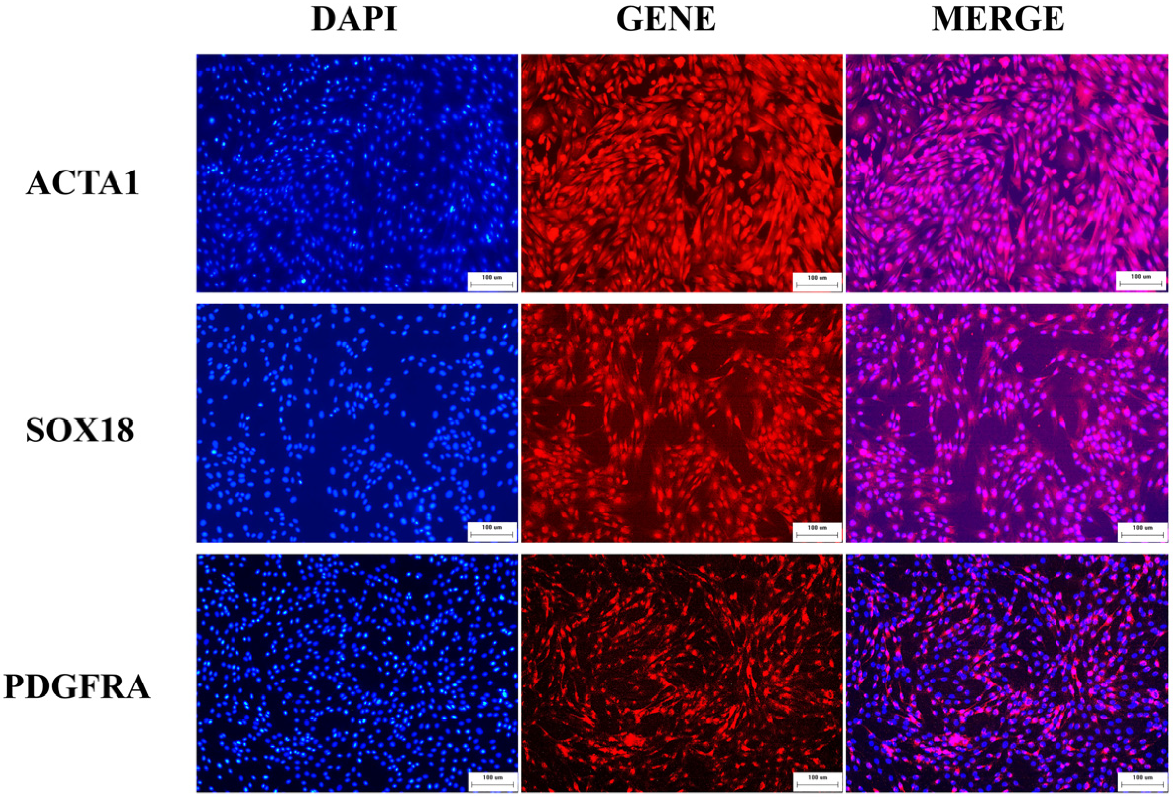 Animals 14 00429 g001