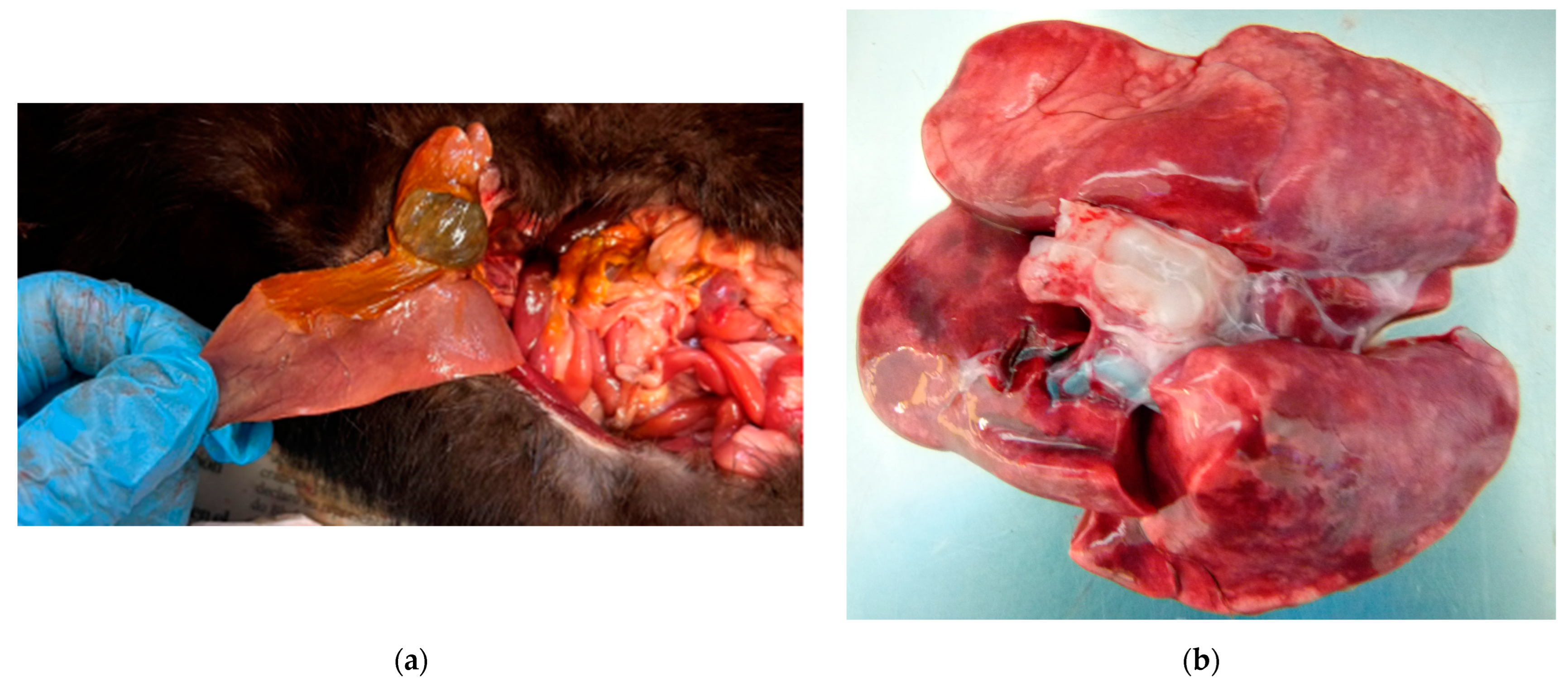 Animals 14 00436 g001