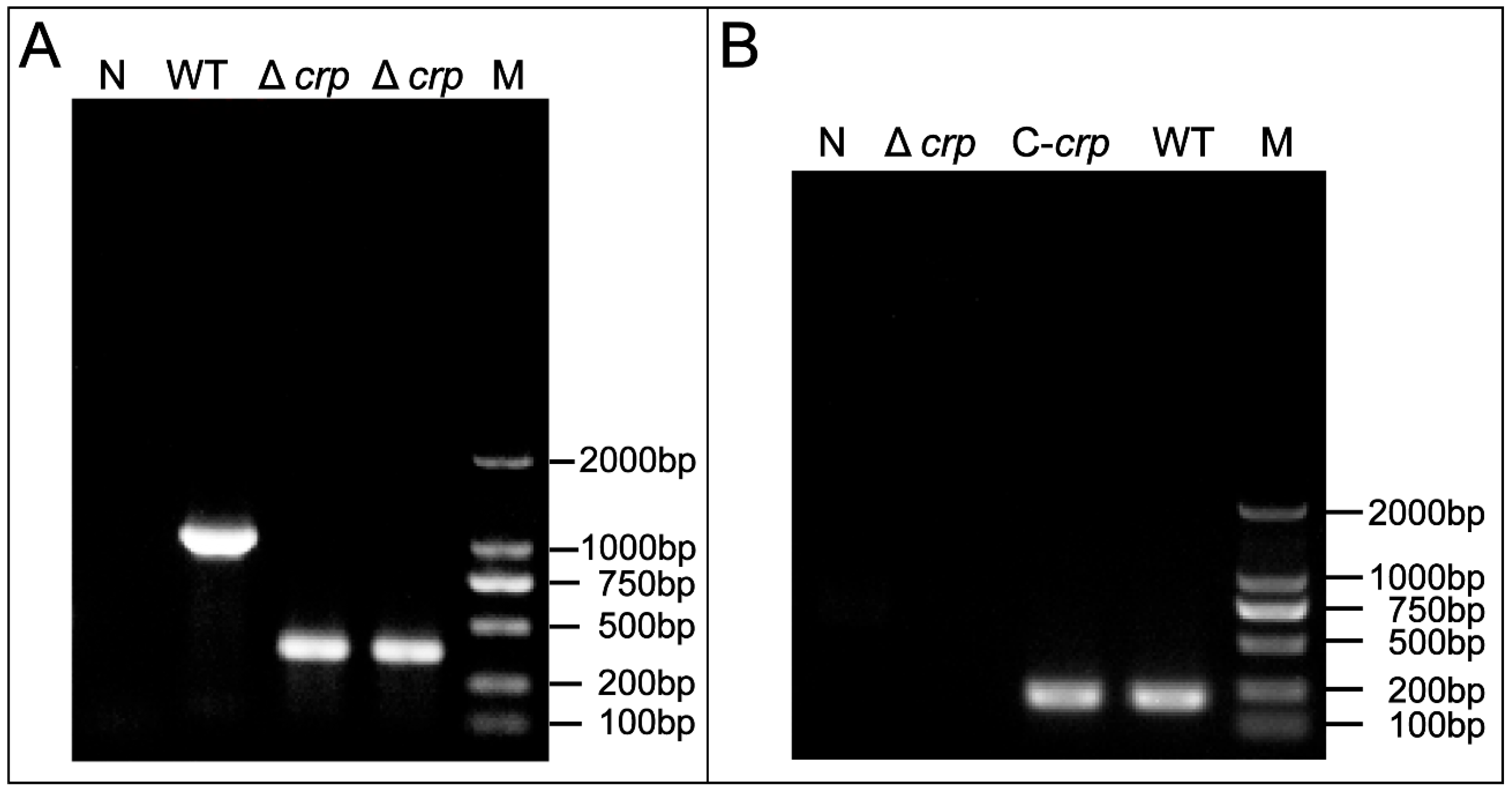 Animals 14 00437 g001 Animals 14 00437 g001
