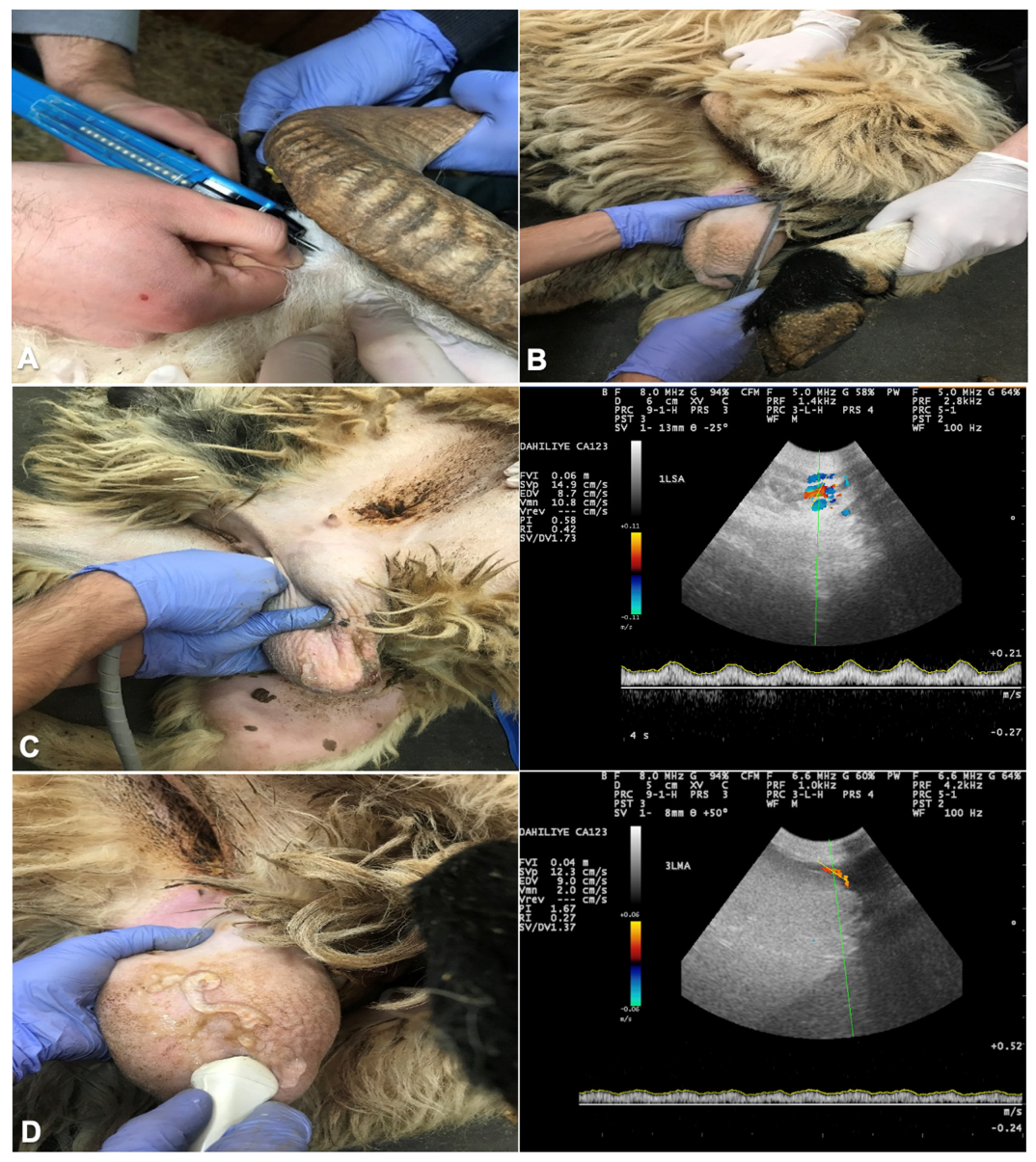 Animals 14 00442 g001