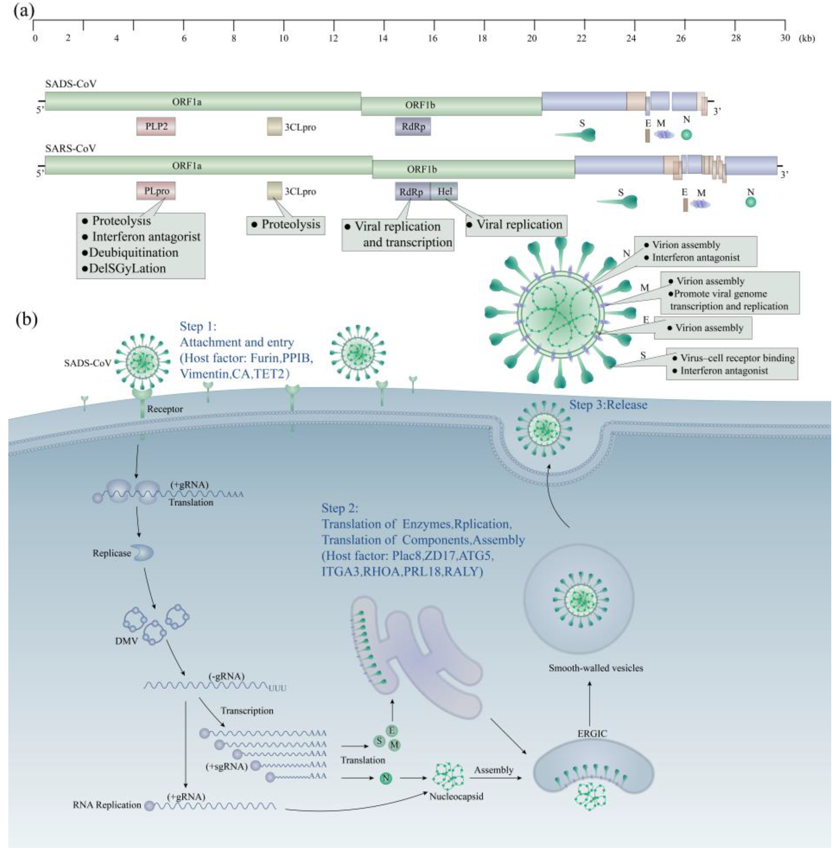 人気カラーの on Advances Research Swine Coronavirus Syndrome Diarrhea Acute ミュージック