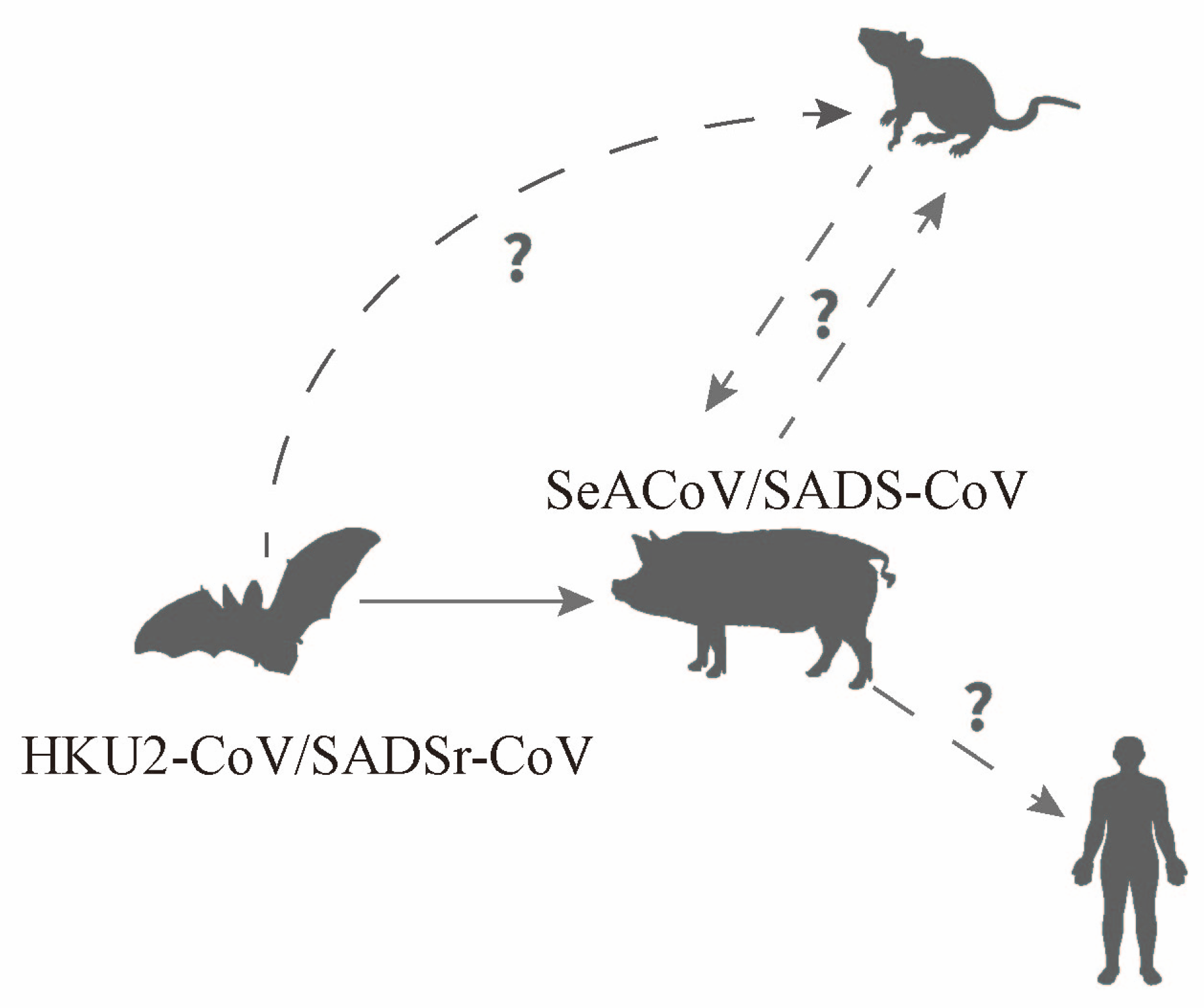 Research Advances on Swine Acute Diarrhea Syndrome Coronavirus