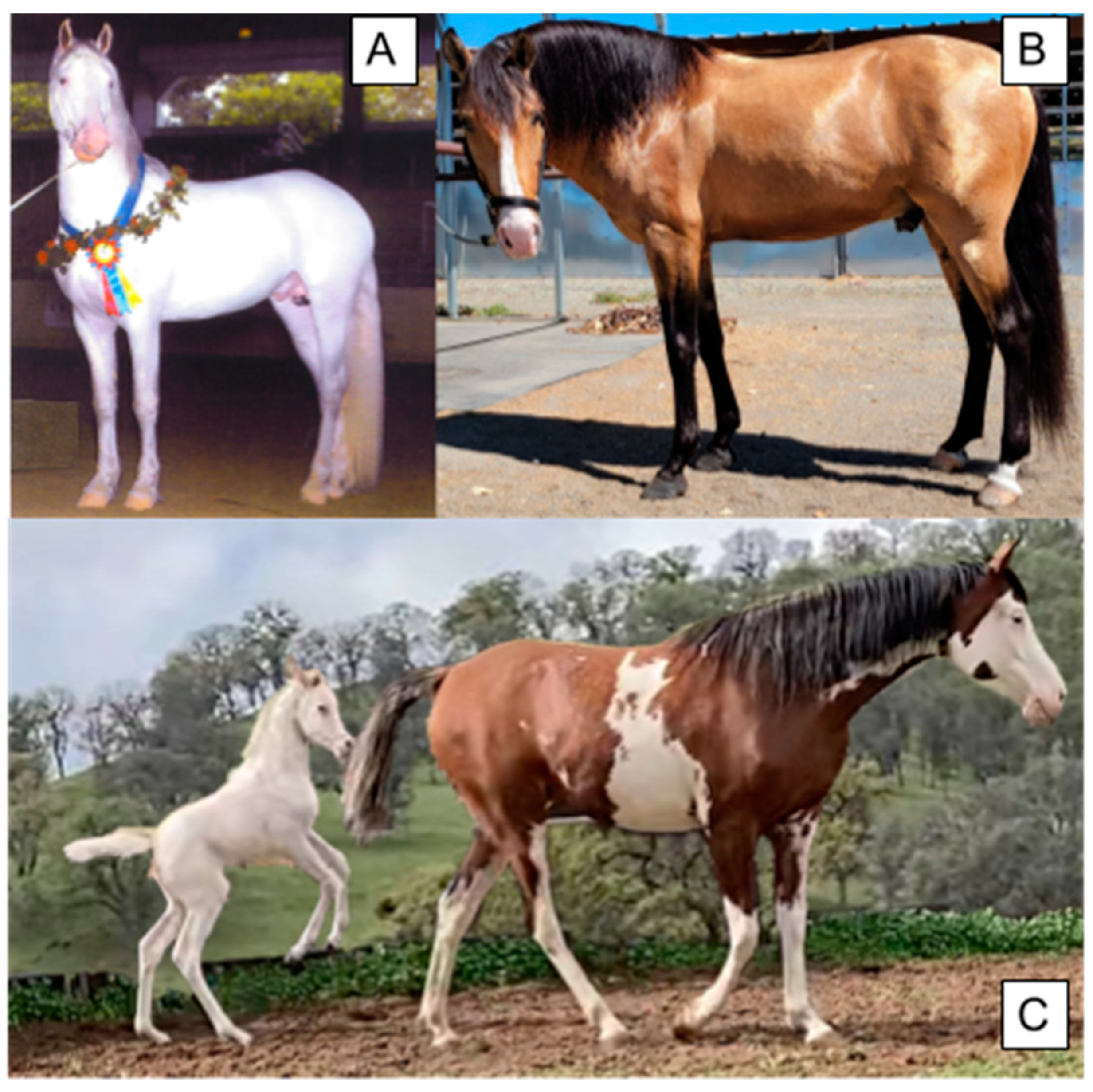 Horse Coat Colors, Patterns And Markings - Horses & Foals