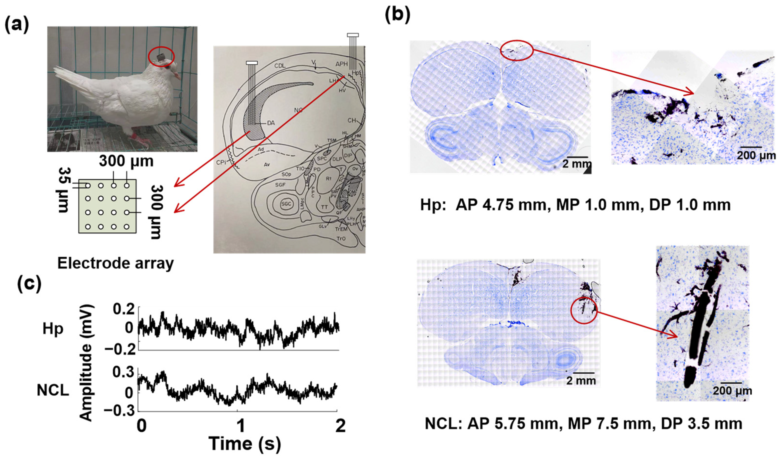 Animals 14 00456 g001
