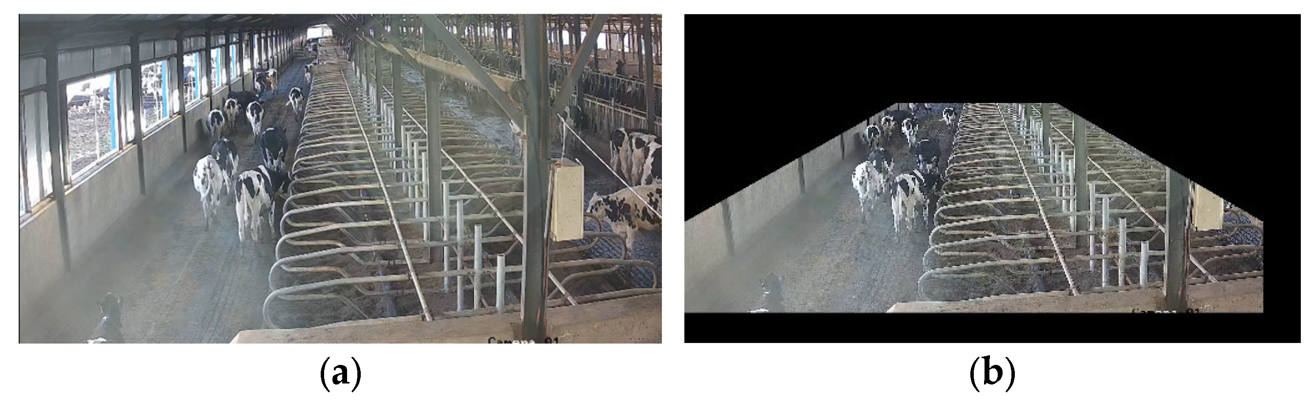 Animals 14 00458 g002