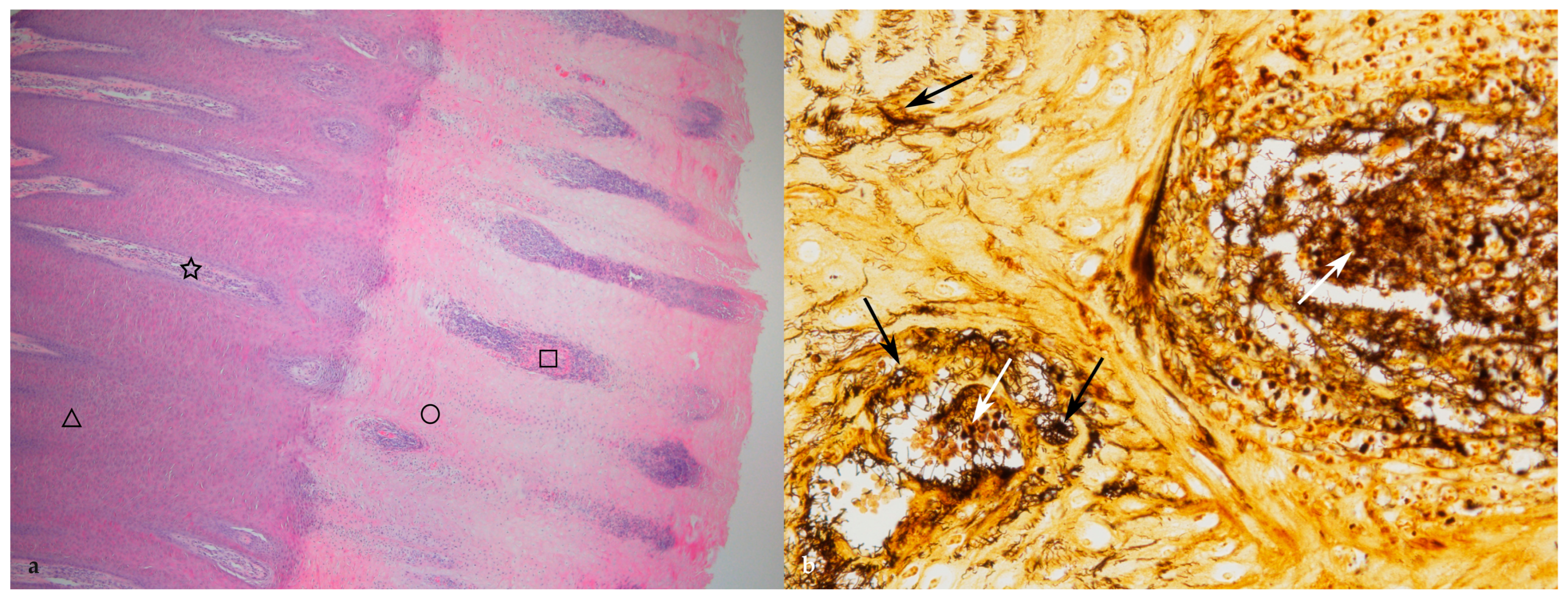 Animals 14 00461 g005