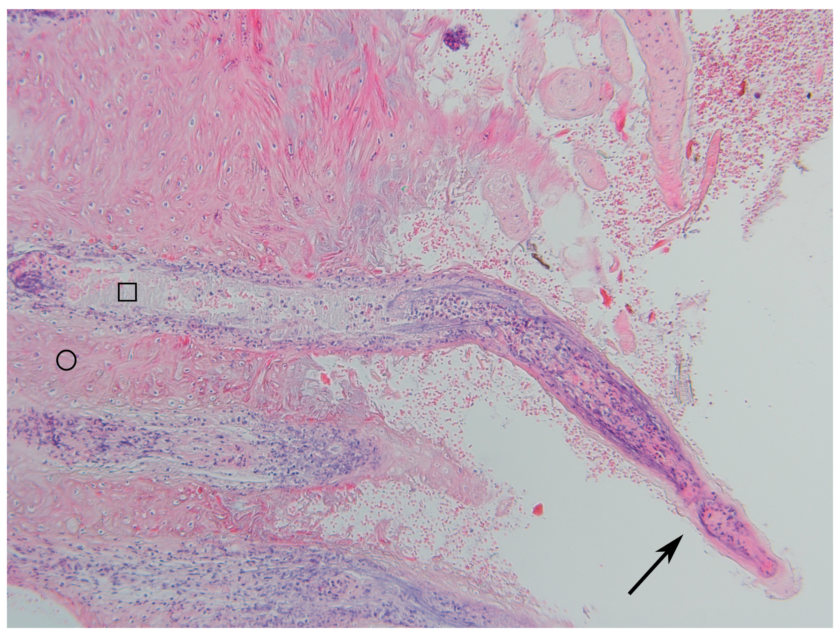 Animals 14 00461 g006