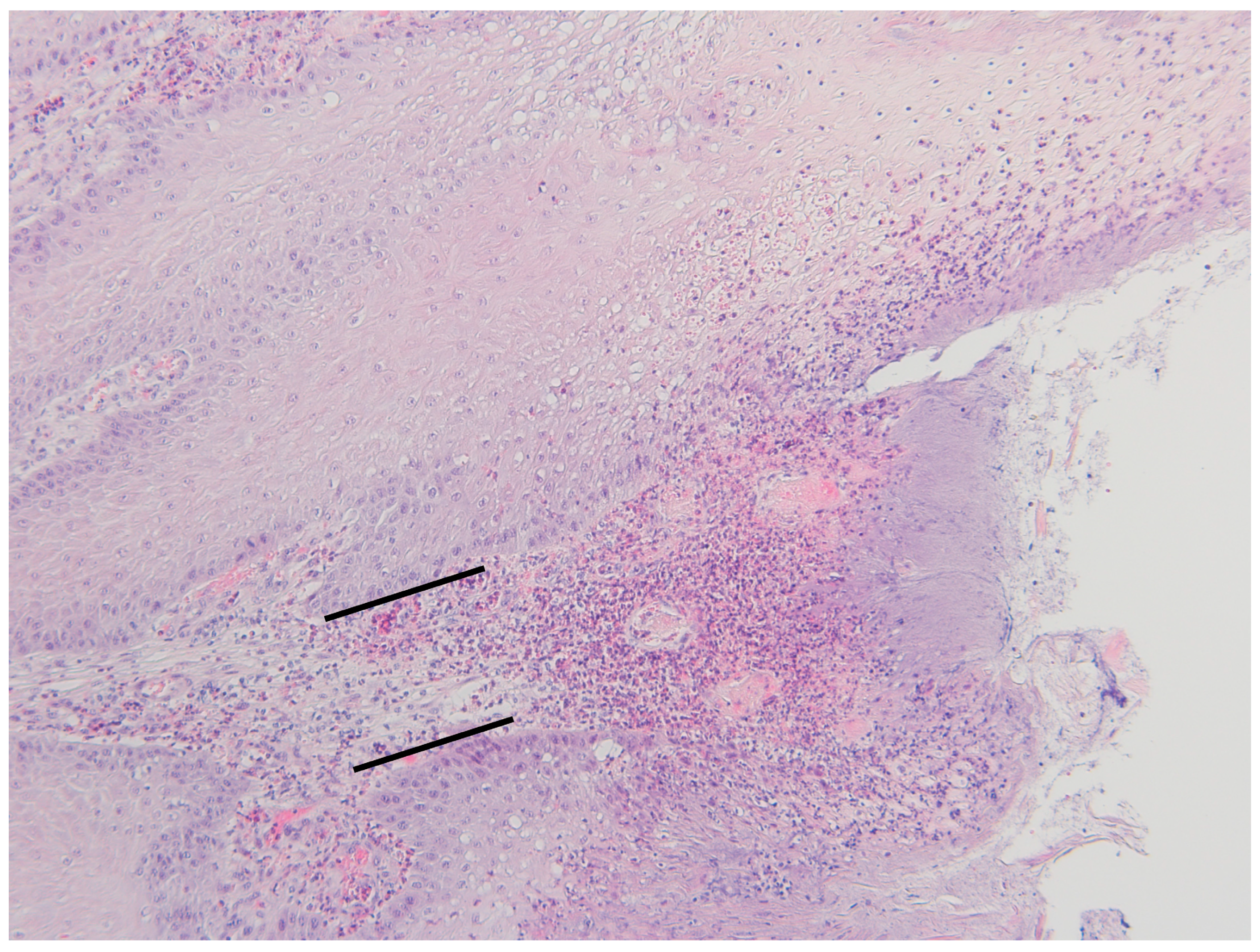 Animals 14 00461 g007