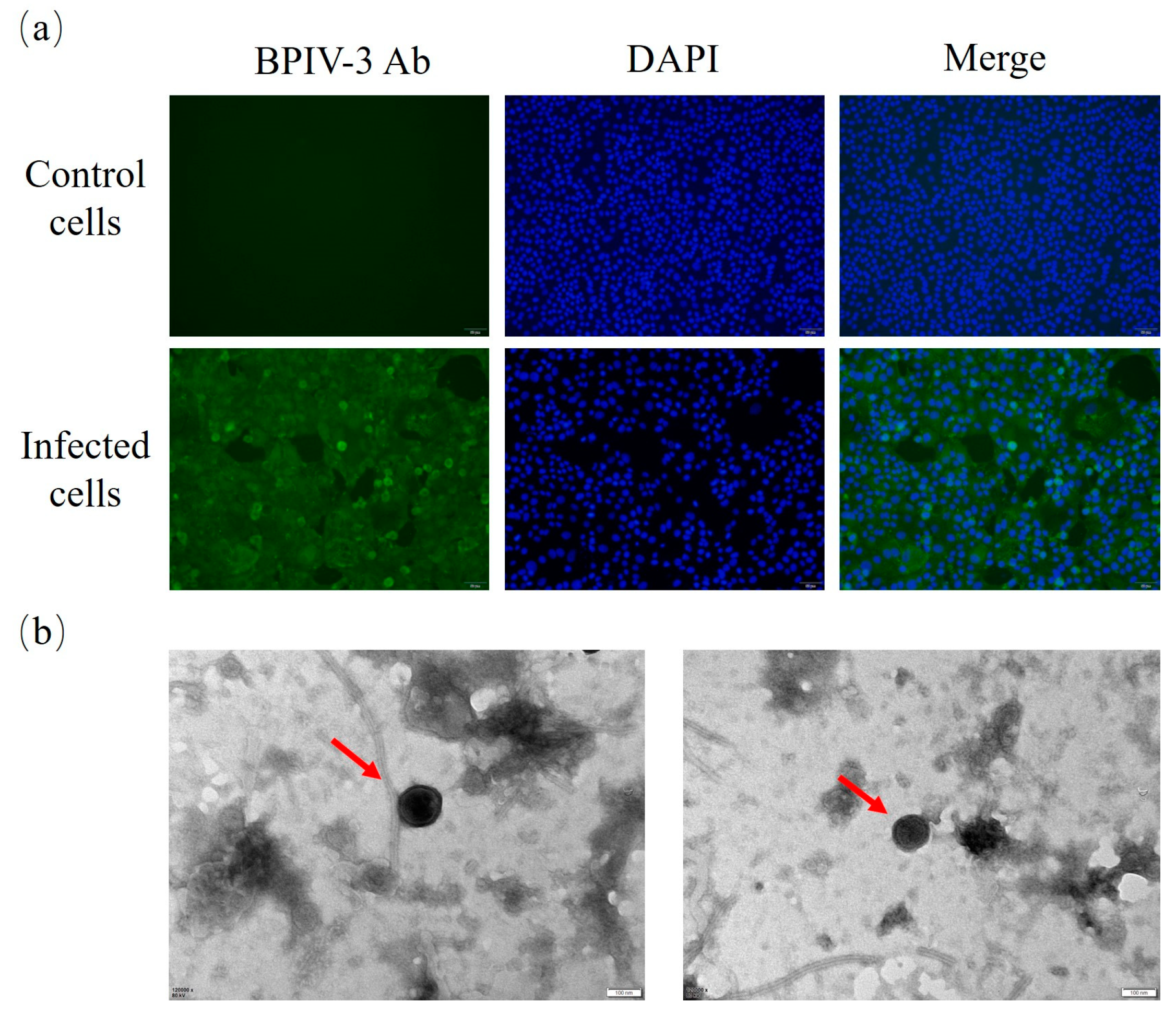 Animals 14 00463 g002