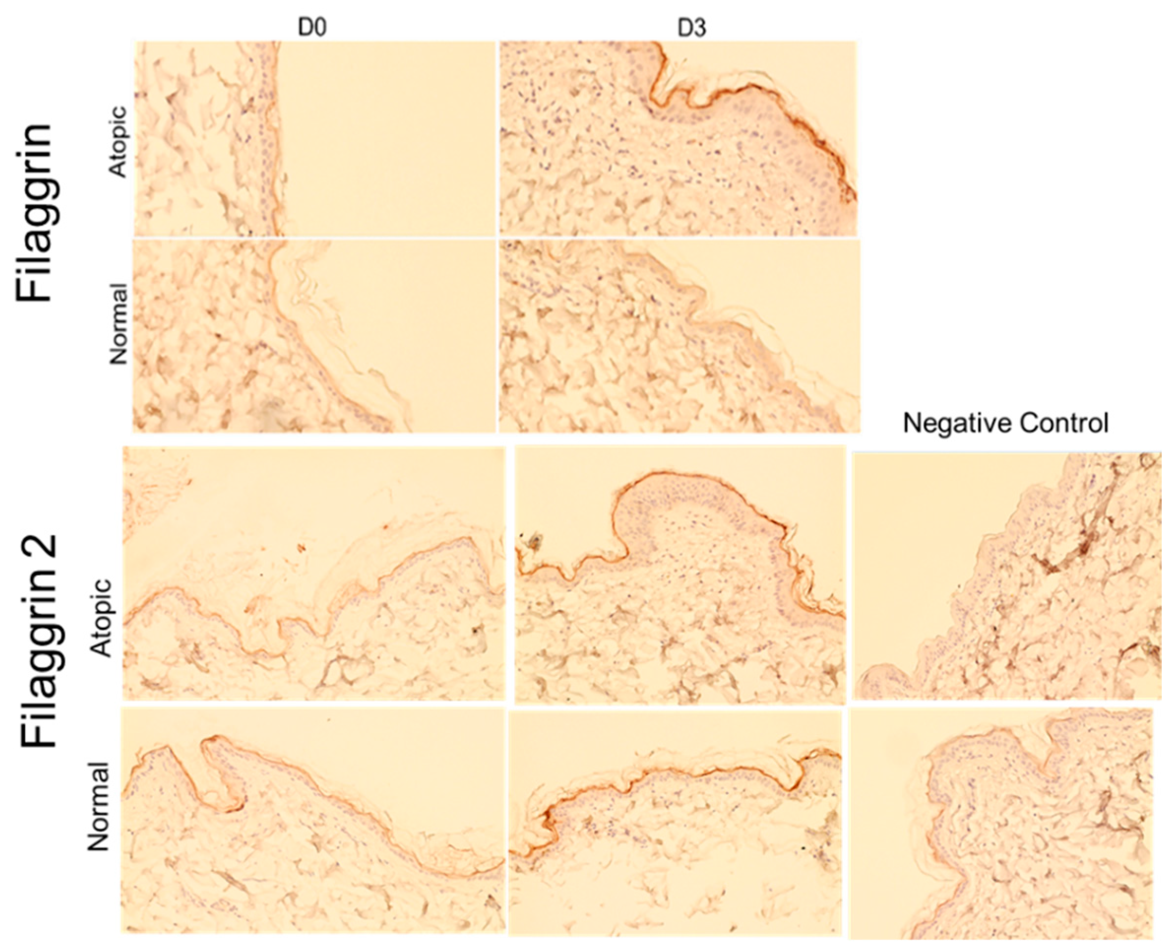 Animals 14 00478 g002