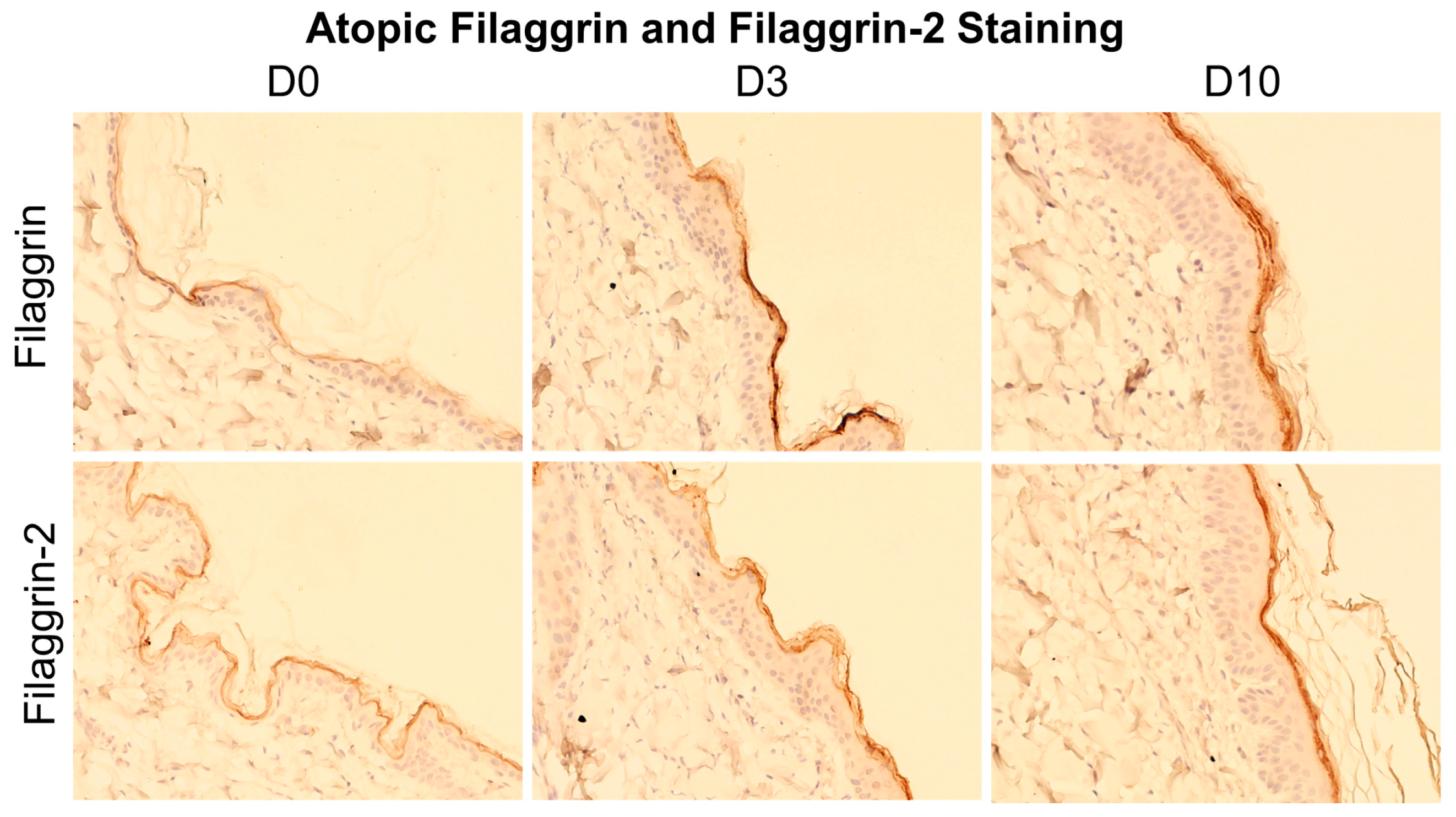 Animals 14 00478 g003