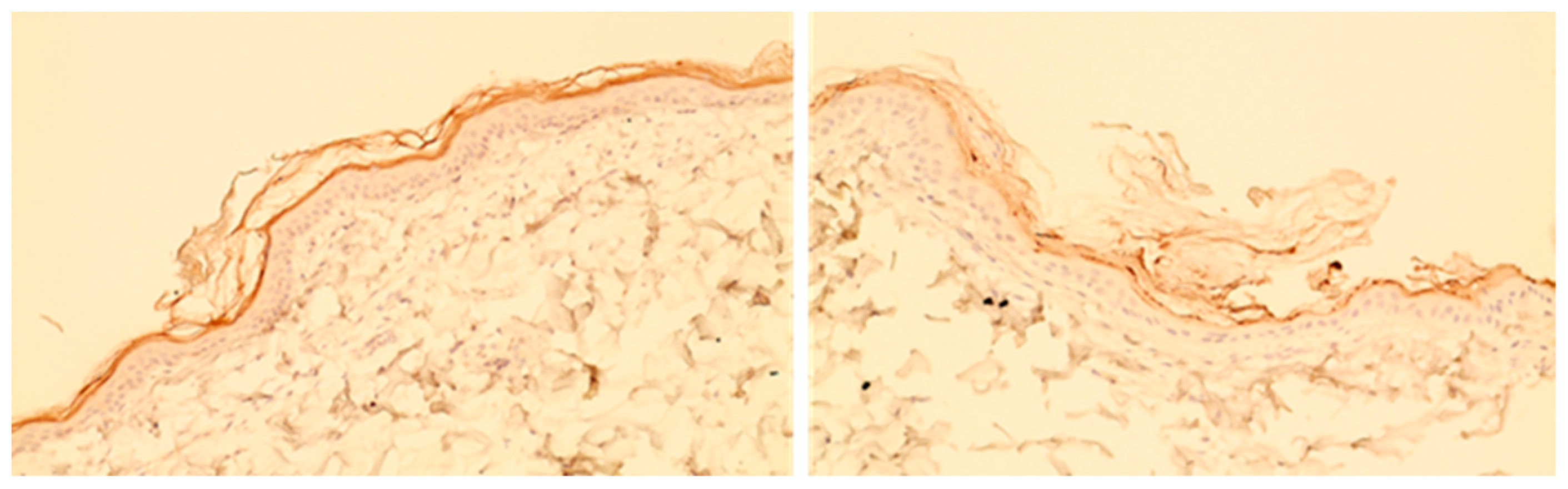 Animals 14 00478 g006