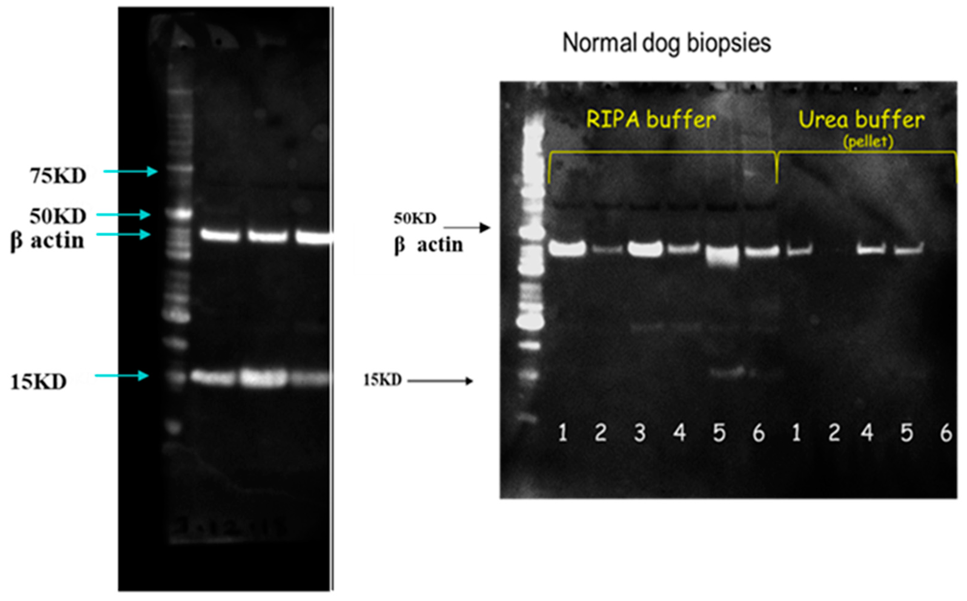 Animals 14 00478 g012