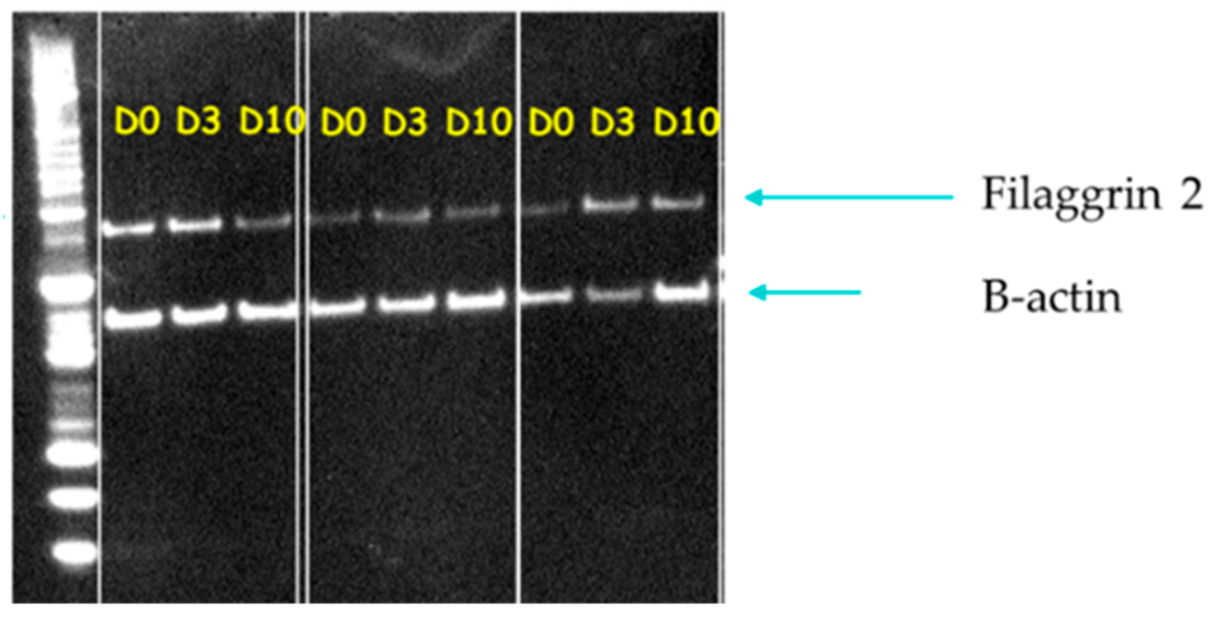 Animals 14 00478 g013