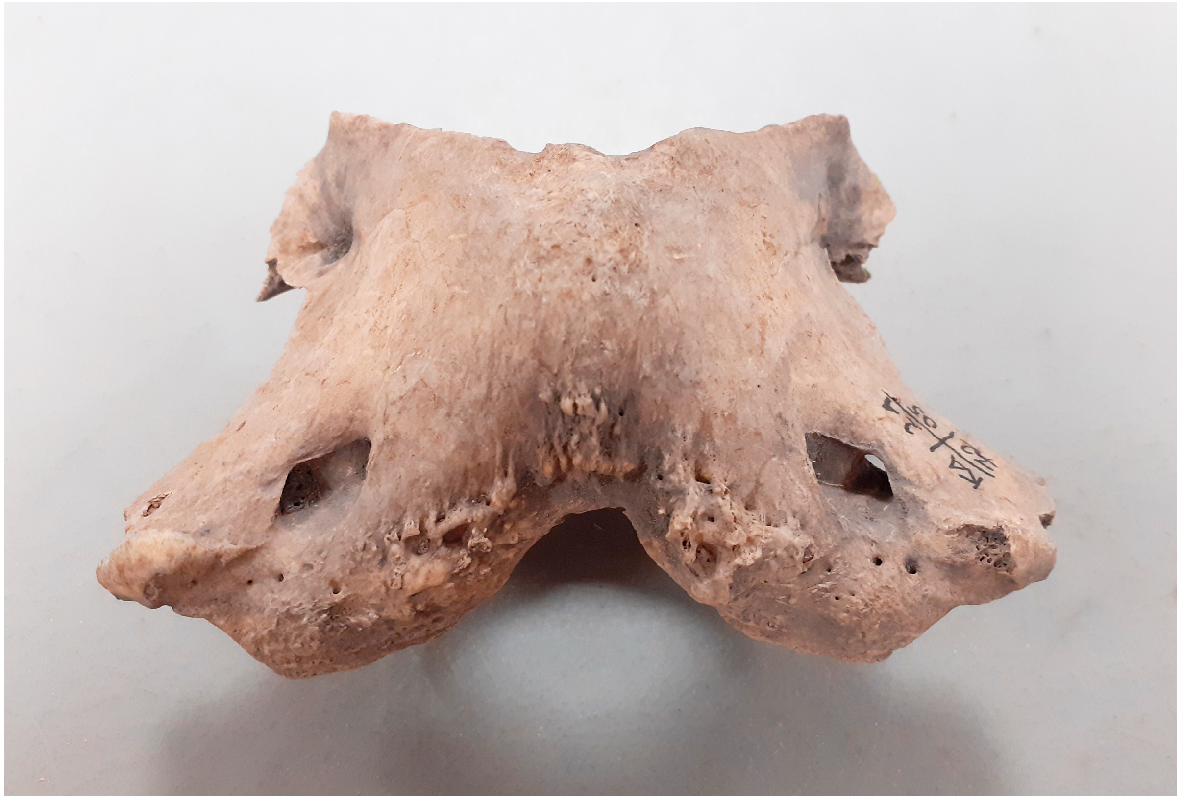 Animals 14 00490 g002