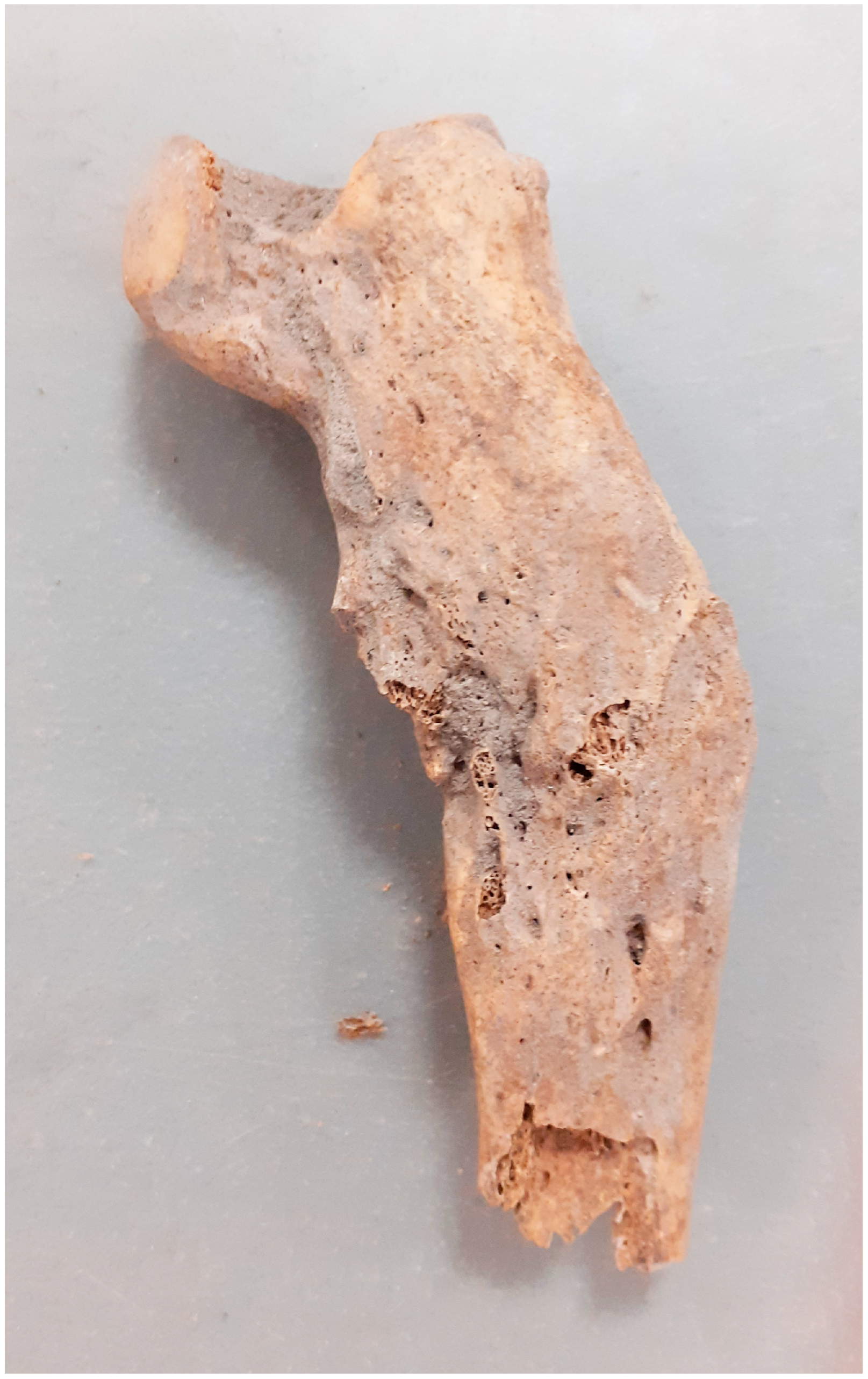 Animals 14 00490 g003