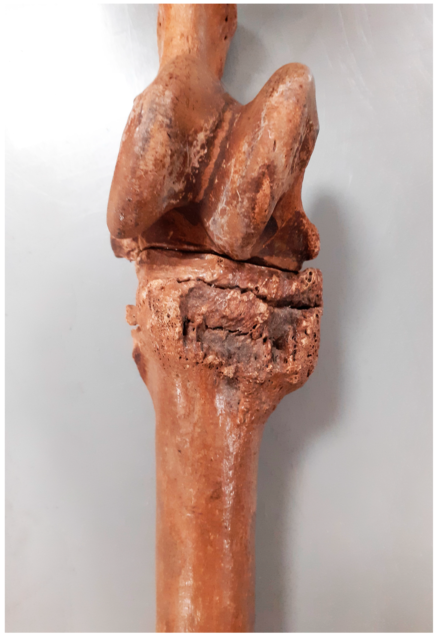 Animals 14 00490 g007