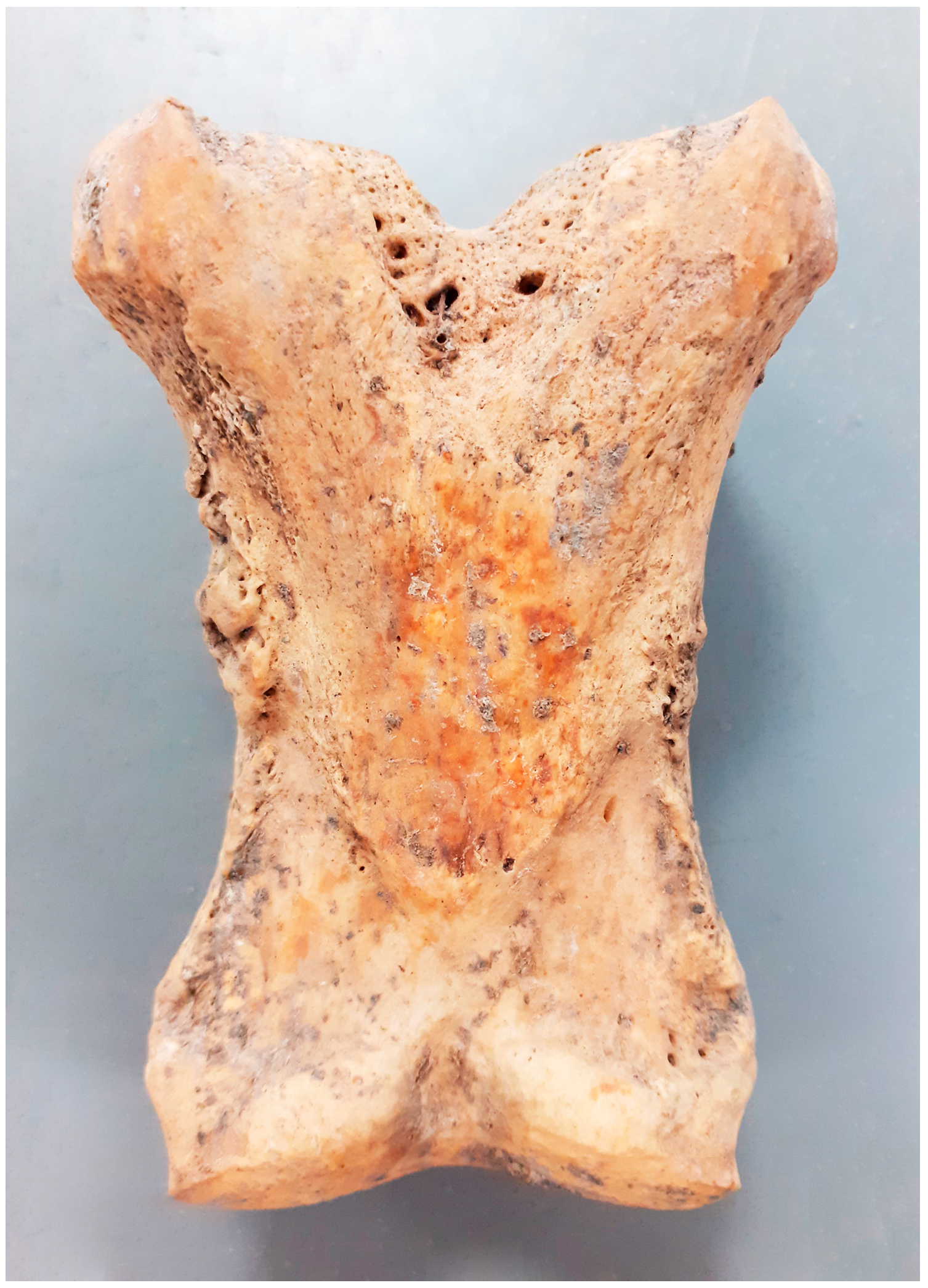 Animals 14 00490 g009