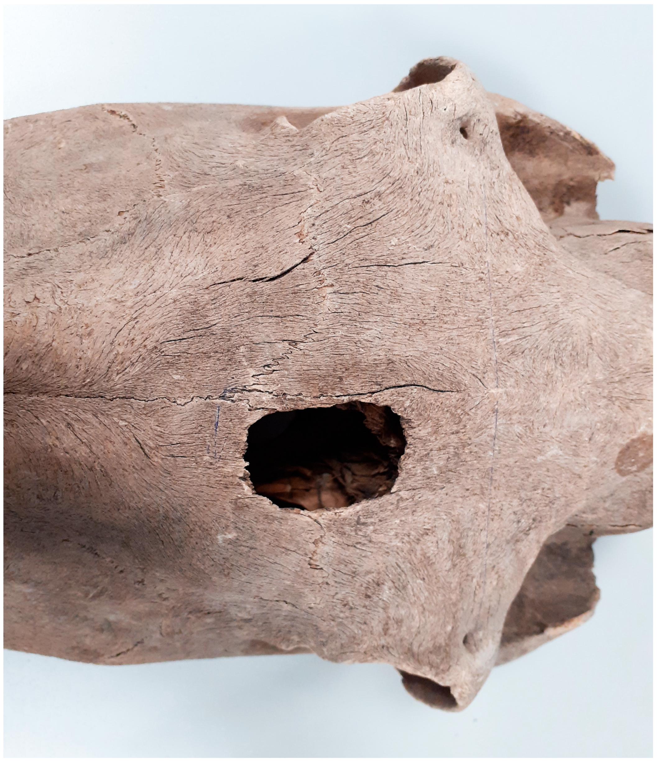 Animals 14 00490 g012