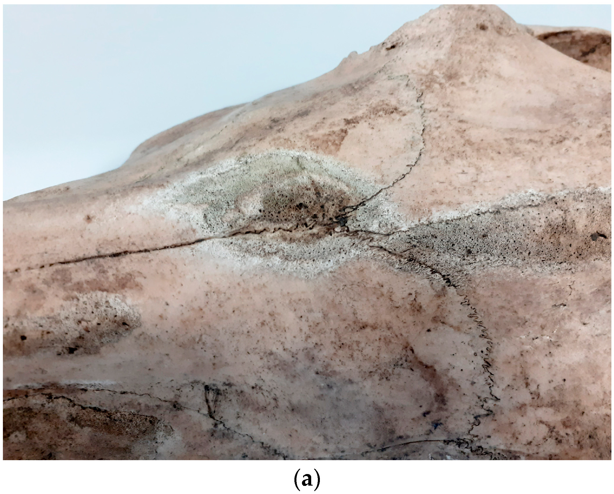 Animals 14 00490 g013a