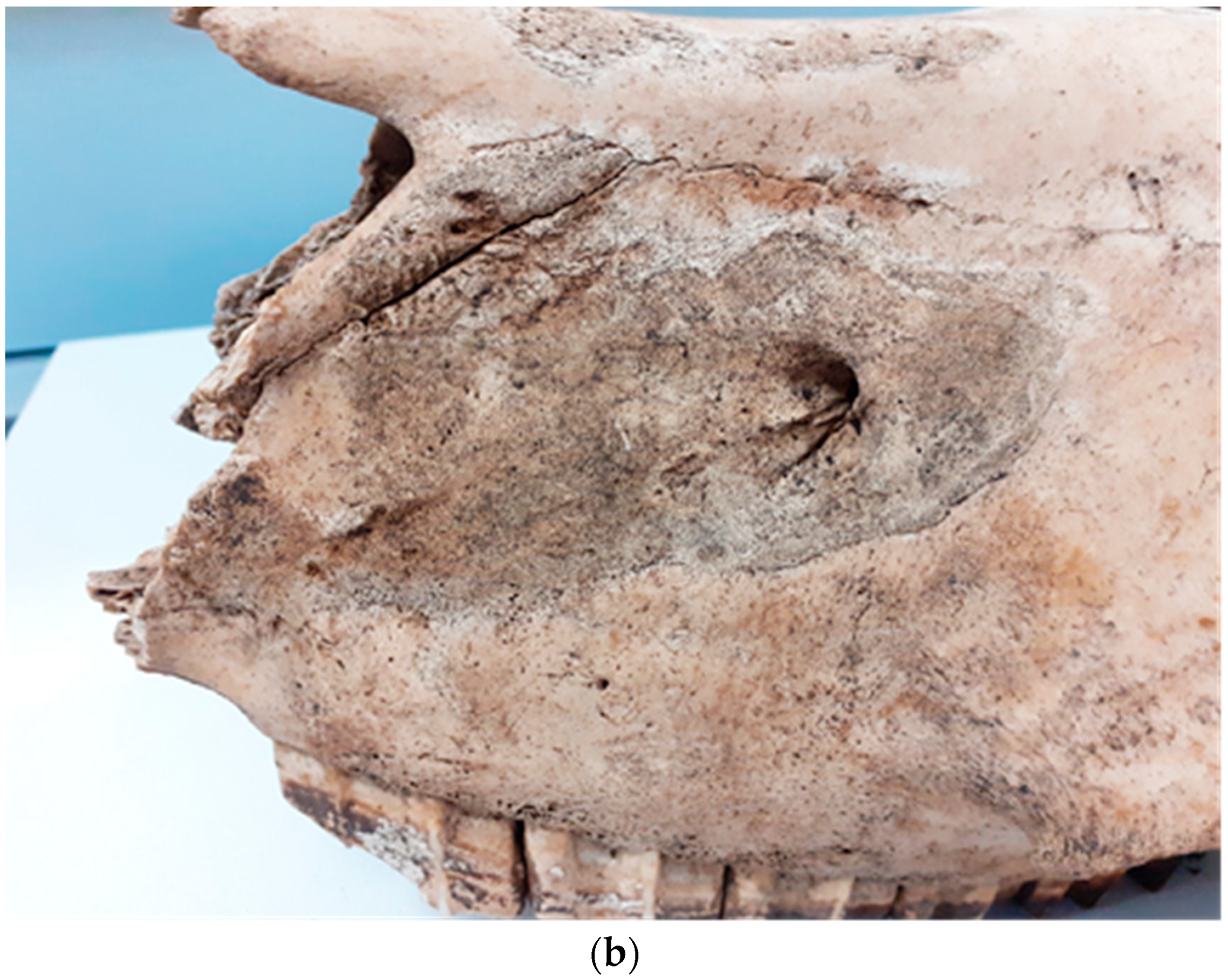 Animals 14 00490 g013b