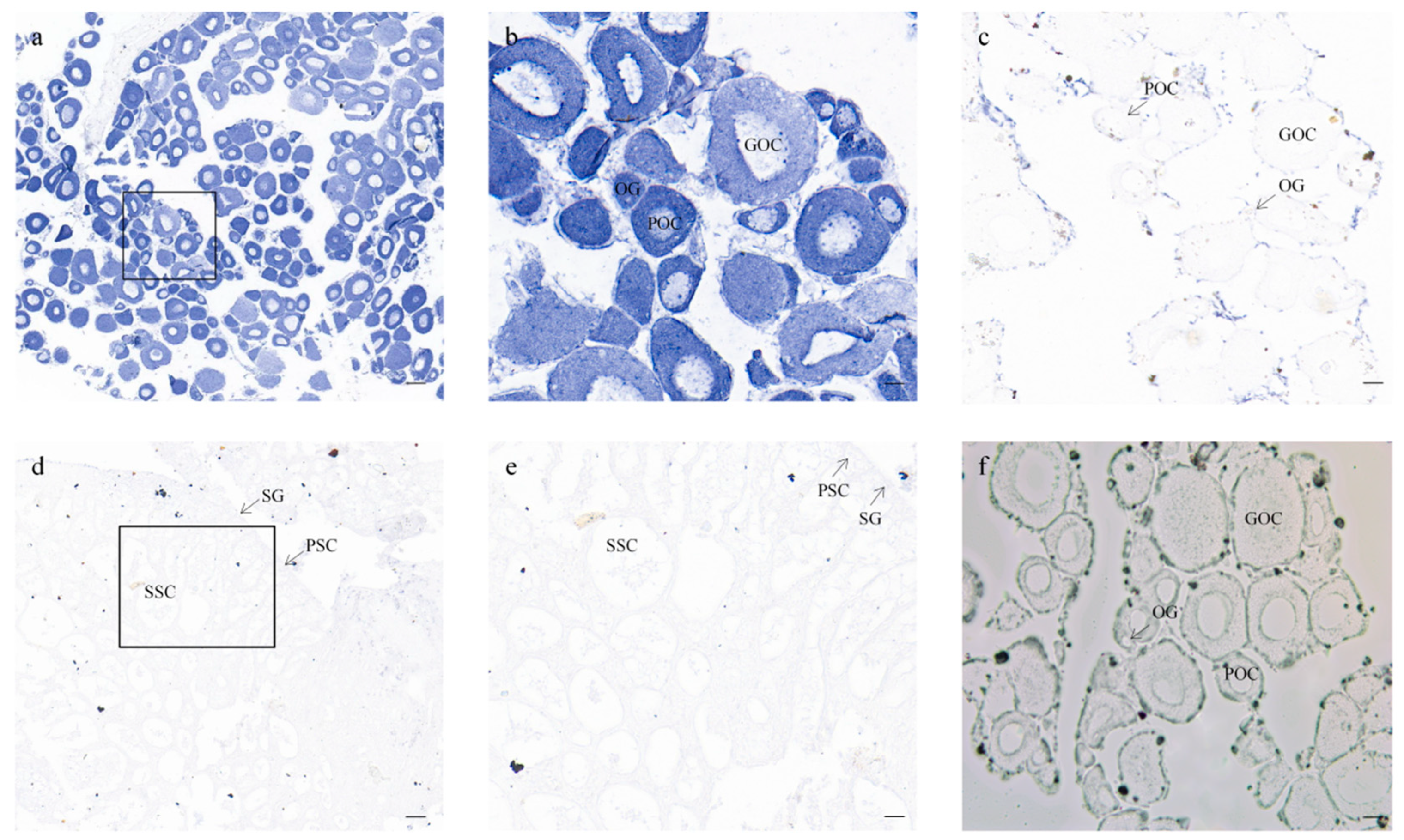 Animals 14 00491 g006 Animals 14 00491 g006